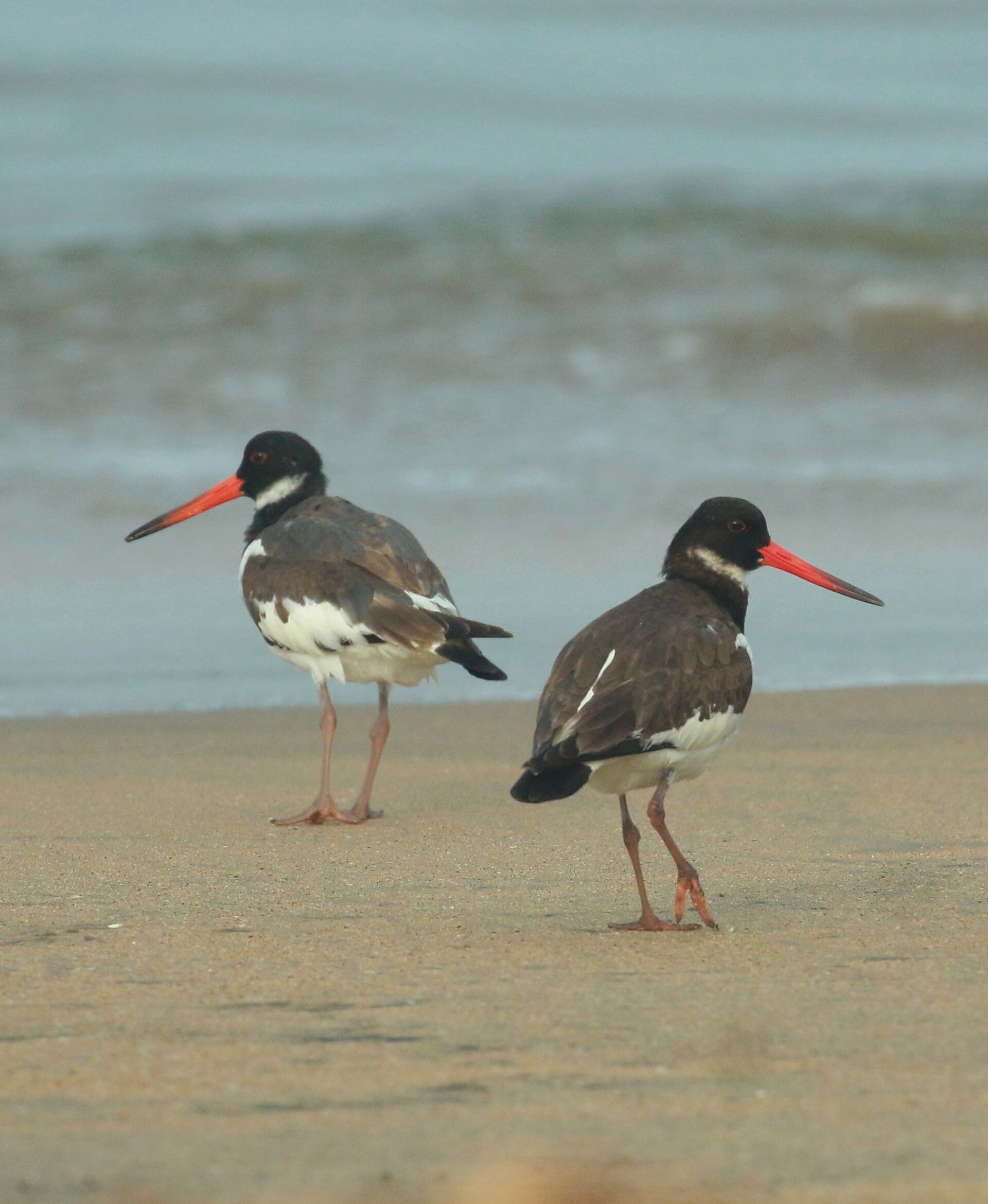 eurasian oystercatcher