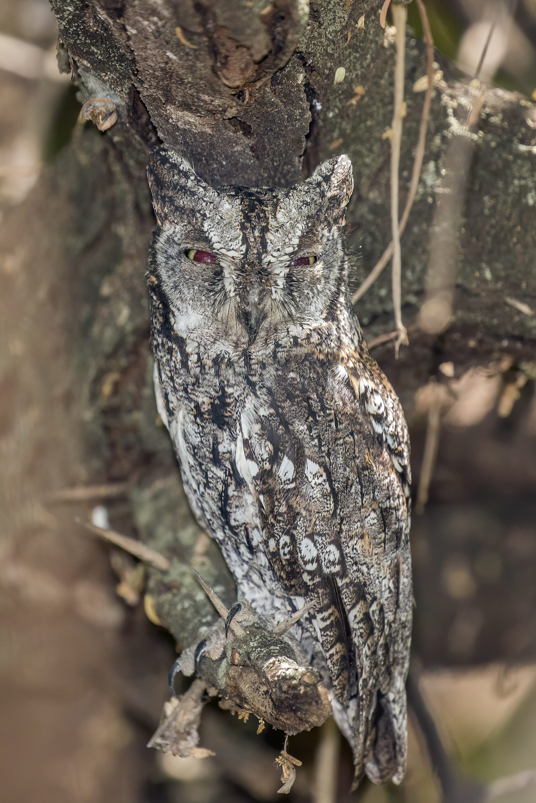 Eurasian Scops Owl Eurasian Scops Owl (Otus scops)