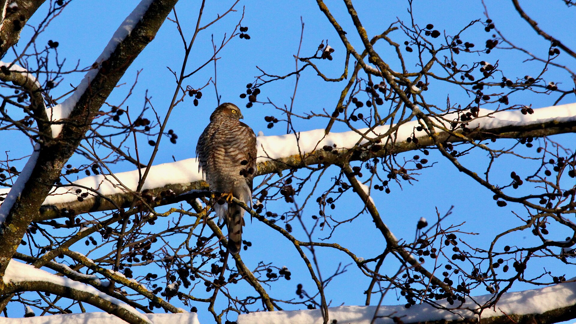Eurasian Sparrowhawk (Accipiter nisus)