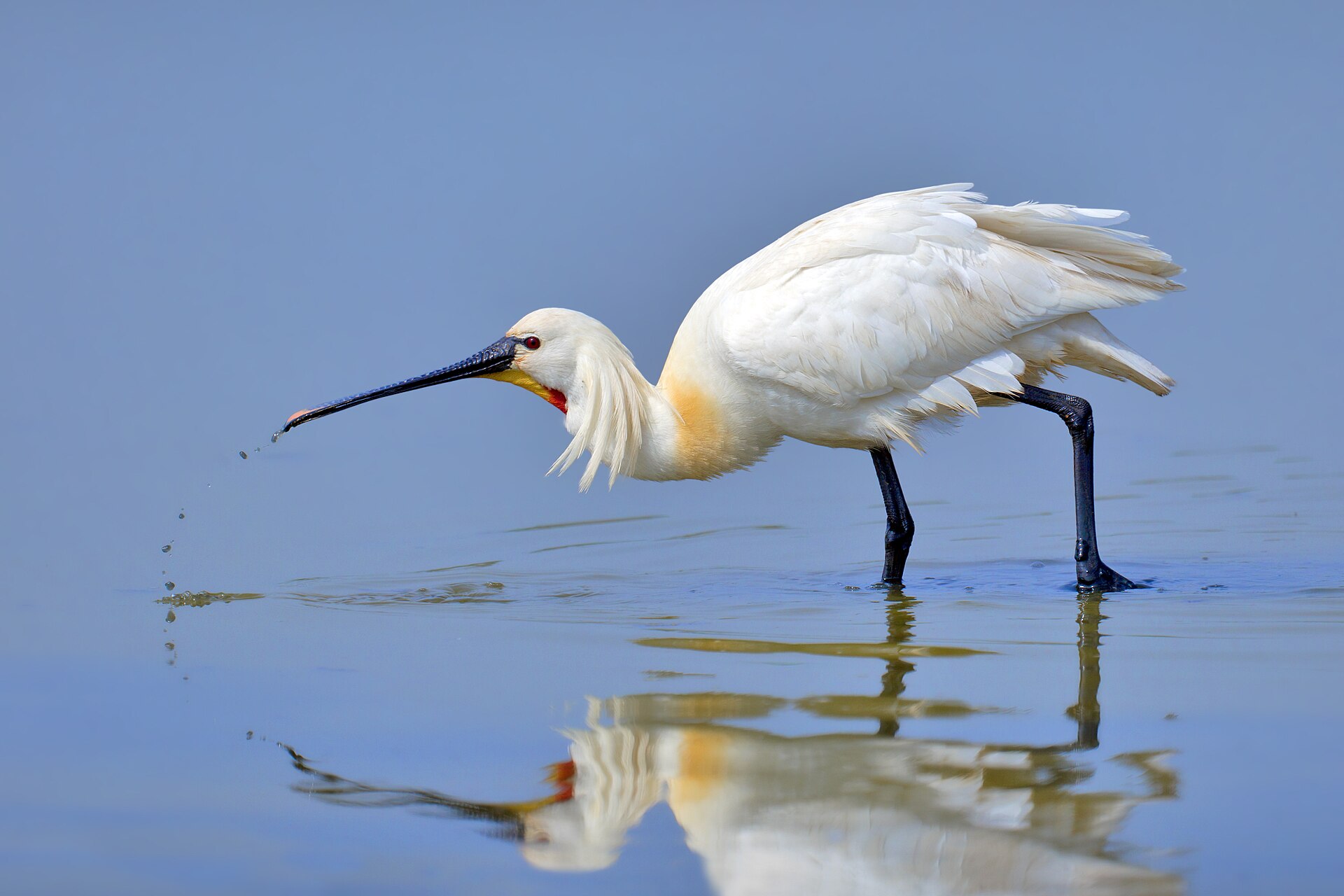 Eurasian Spoonbill (Platalea leucorodia)