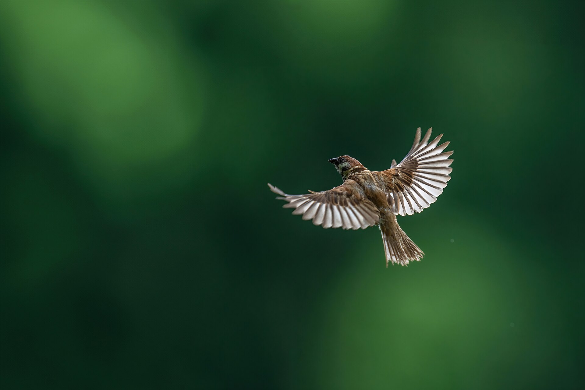 Eurasian Tree Sparrow Eurasian Tree Sparrow (Passer montanus)