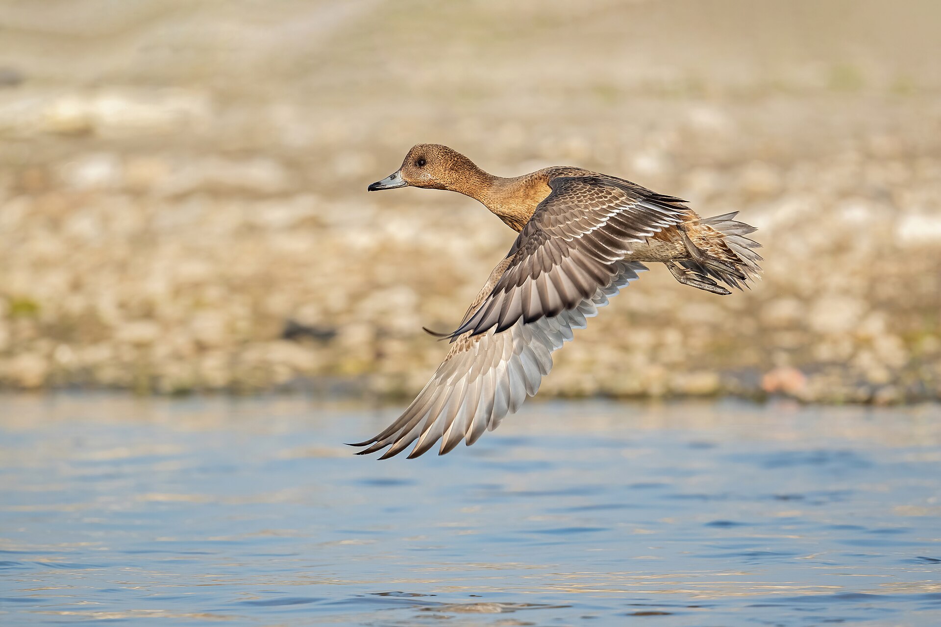 Eurasian Wigeon (Mareca penelope)