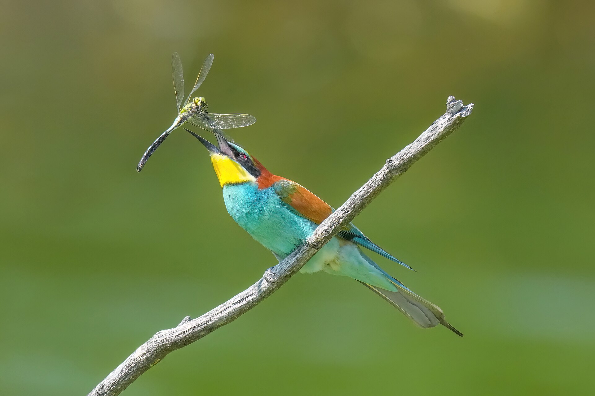 European Bee-eater (Merops apiaster)