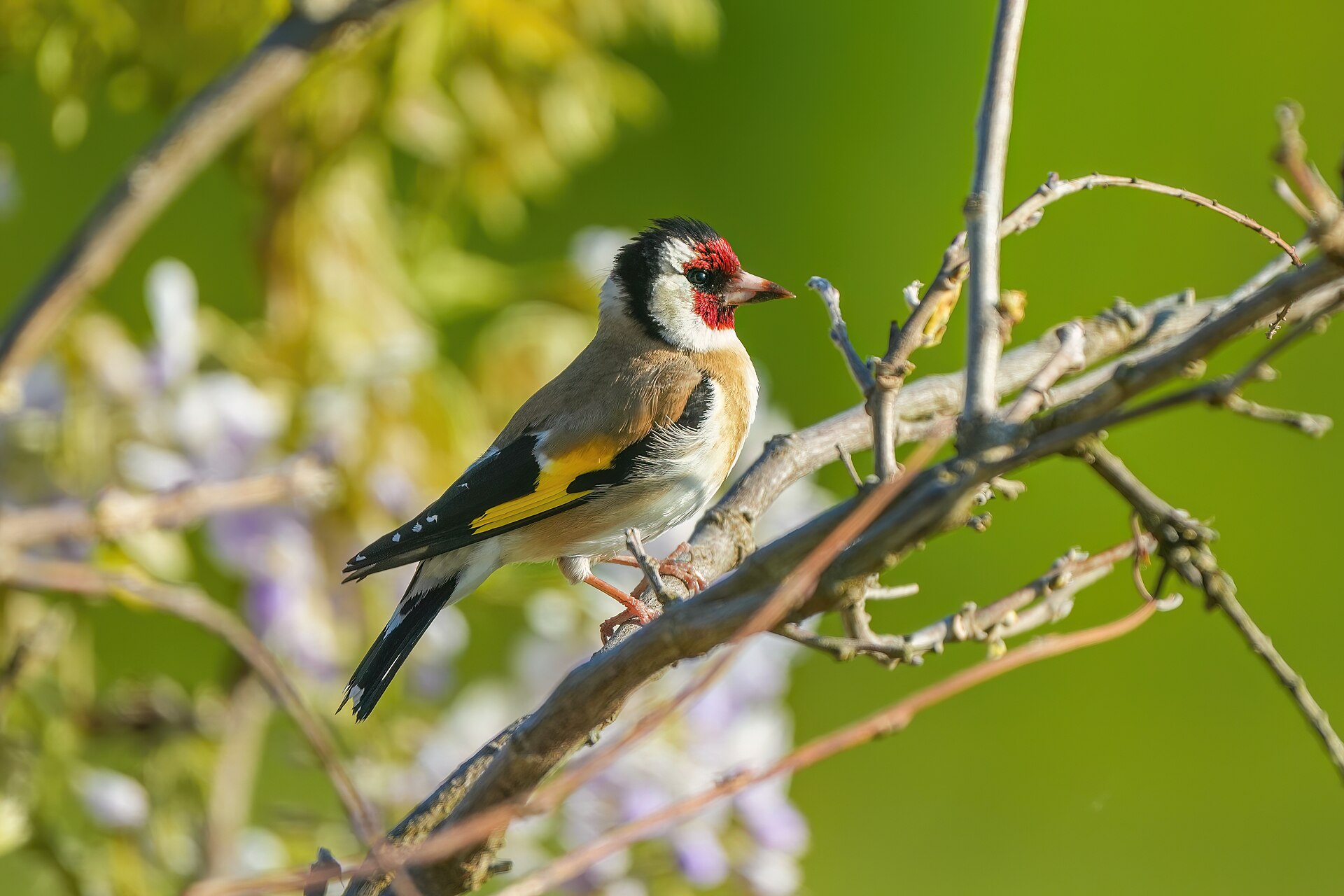 European Goldfinch (Carduelis carduelis)