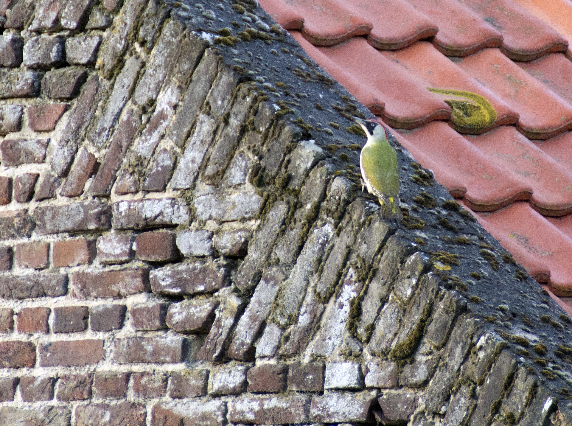 European Green Woodpecker (Picus viridis)