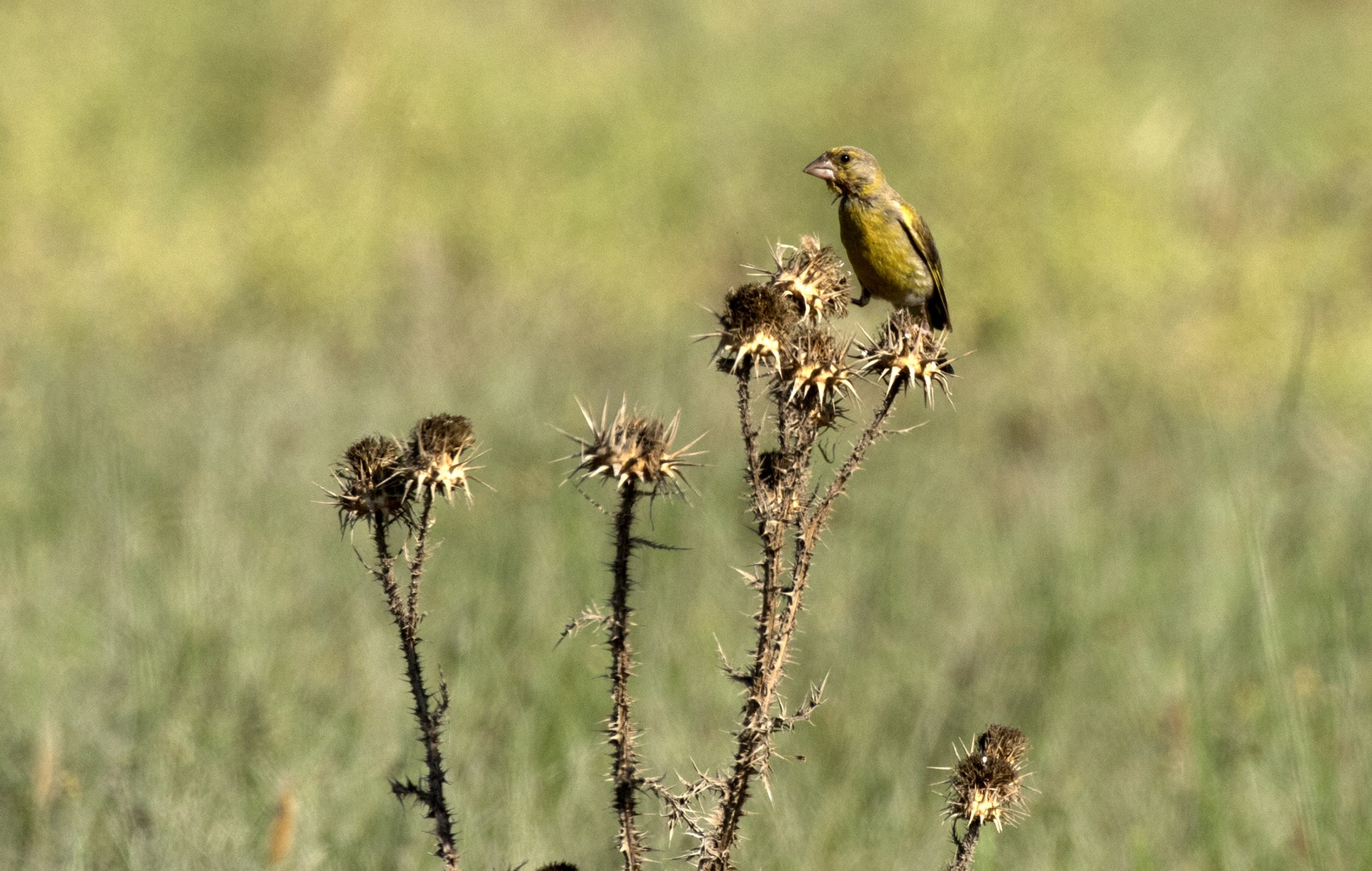 European Greenfinch European Greenfinch ()