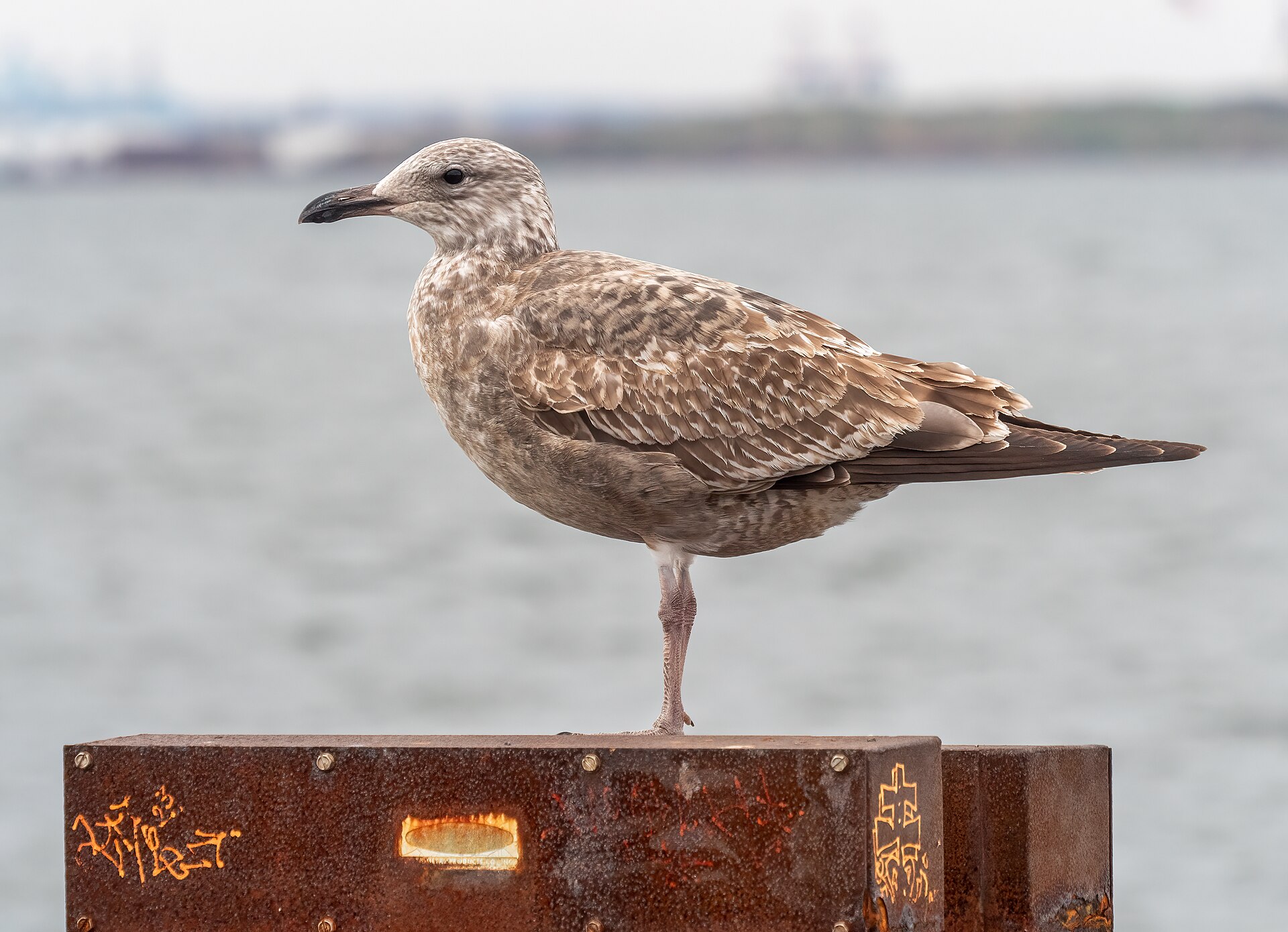 European Herring Gull European Herring Gull (Larus argentatus)