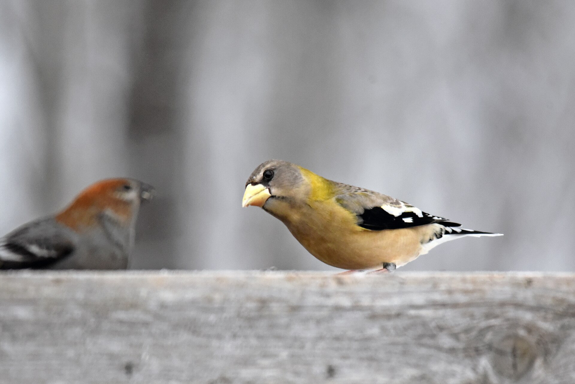 Evening Grosbeak Information ()
