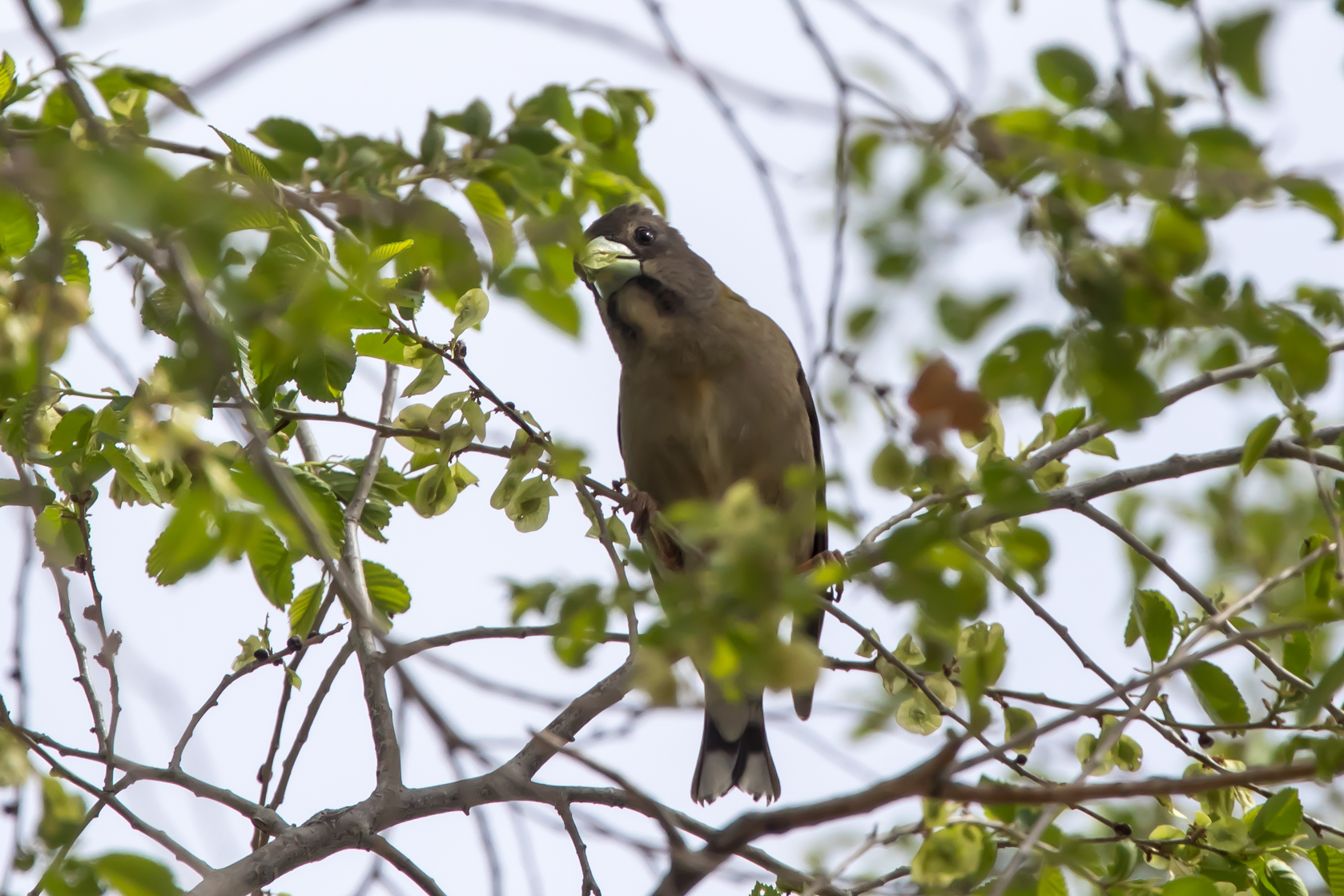 evening grosbeak