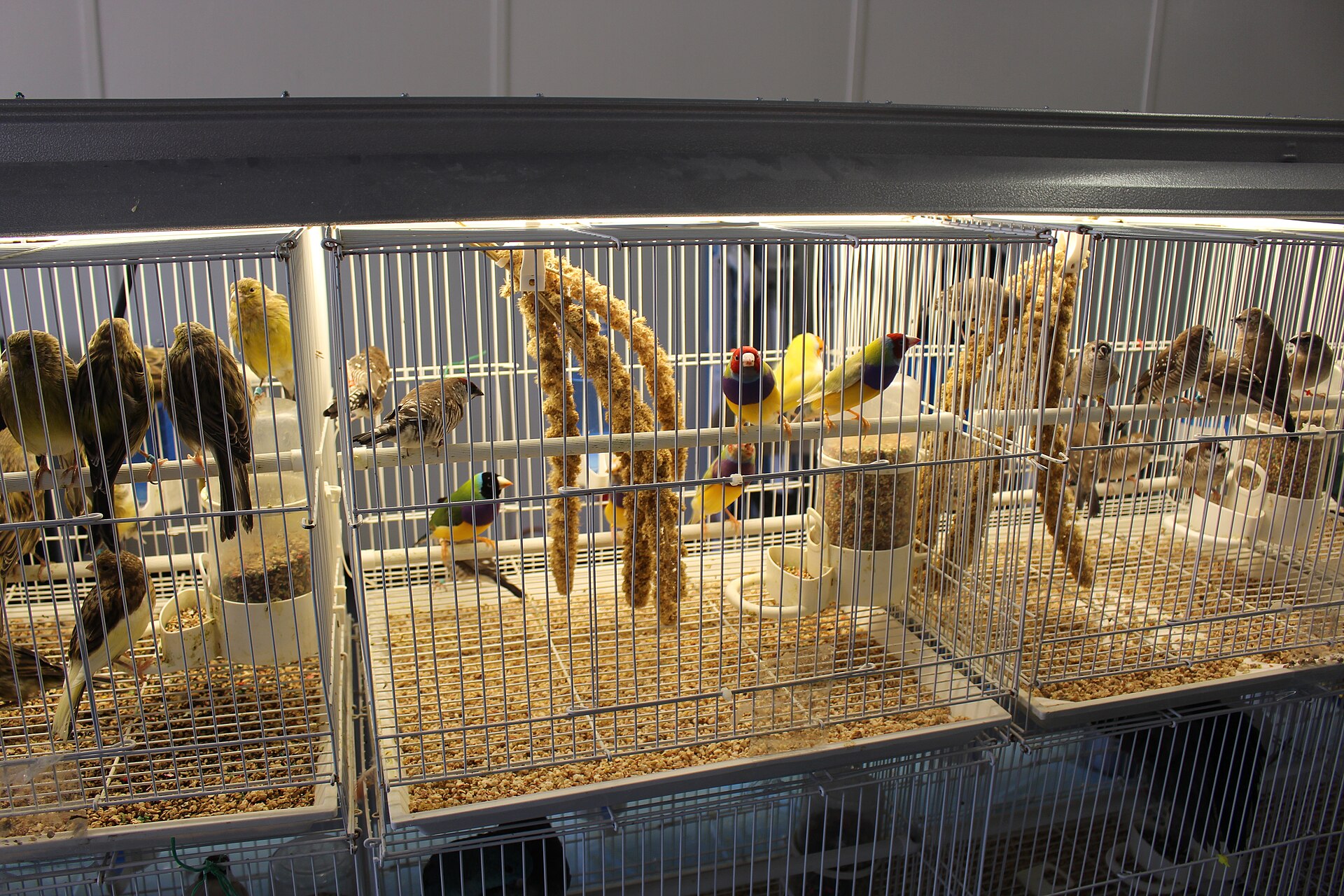 Exotic Bird ()