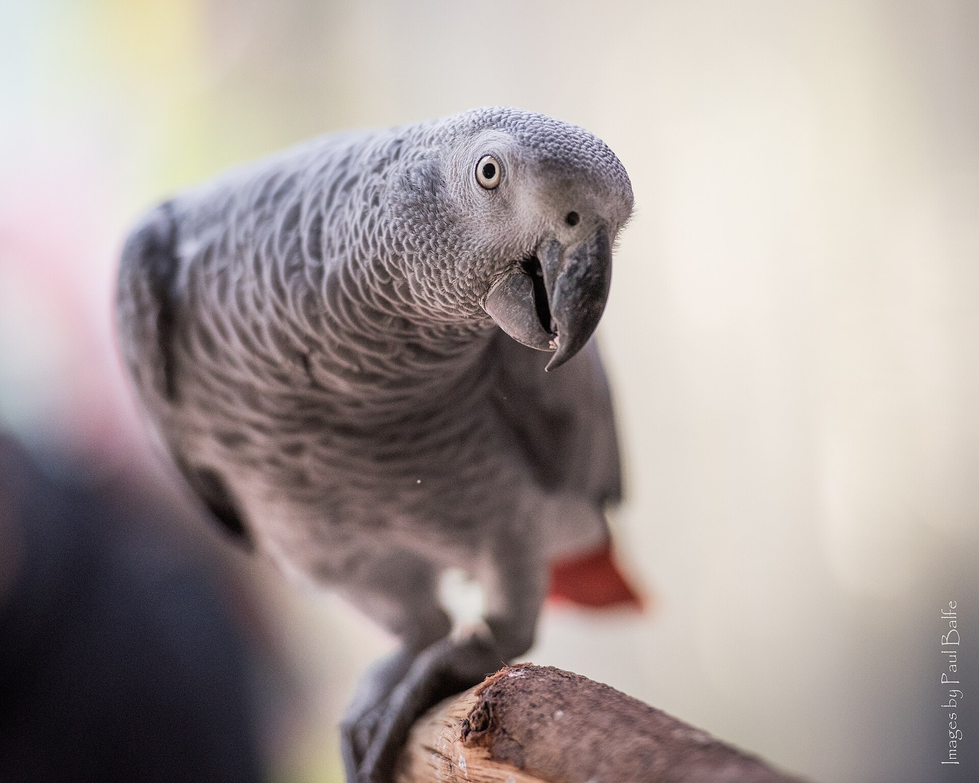 Exploring African Grey Parrot ()