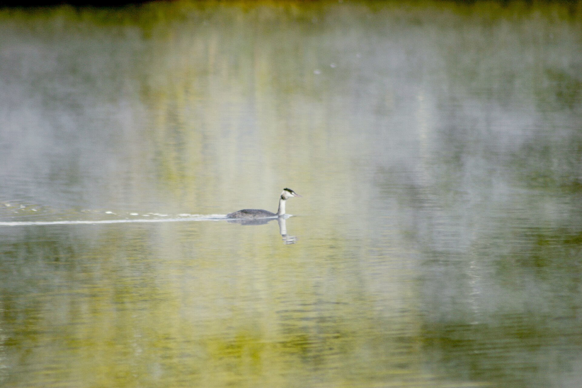 Exploring UK Grebe ()