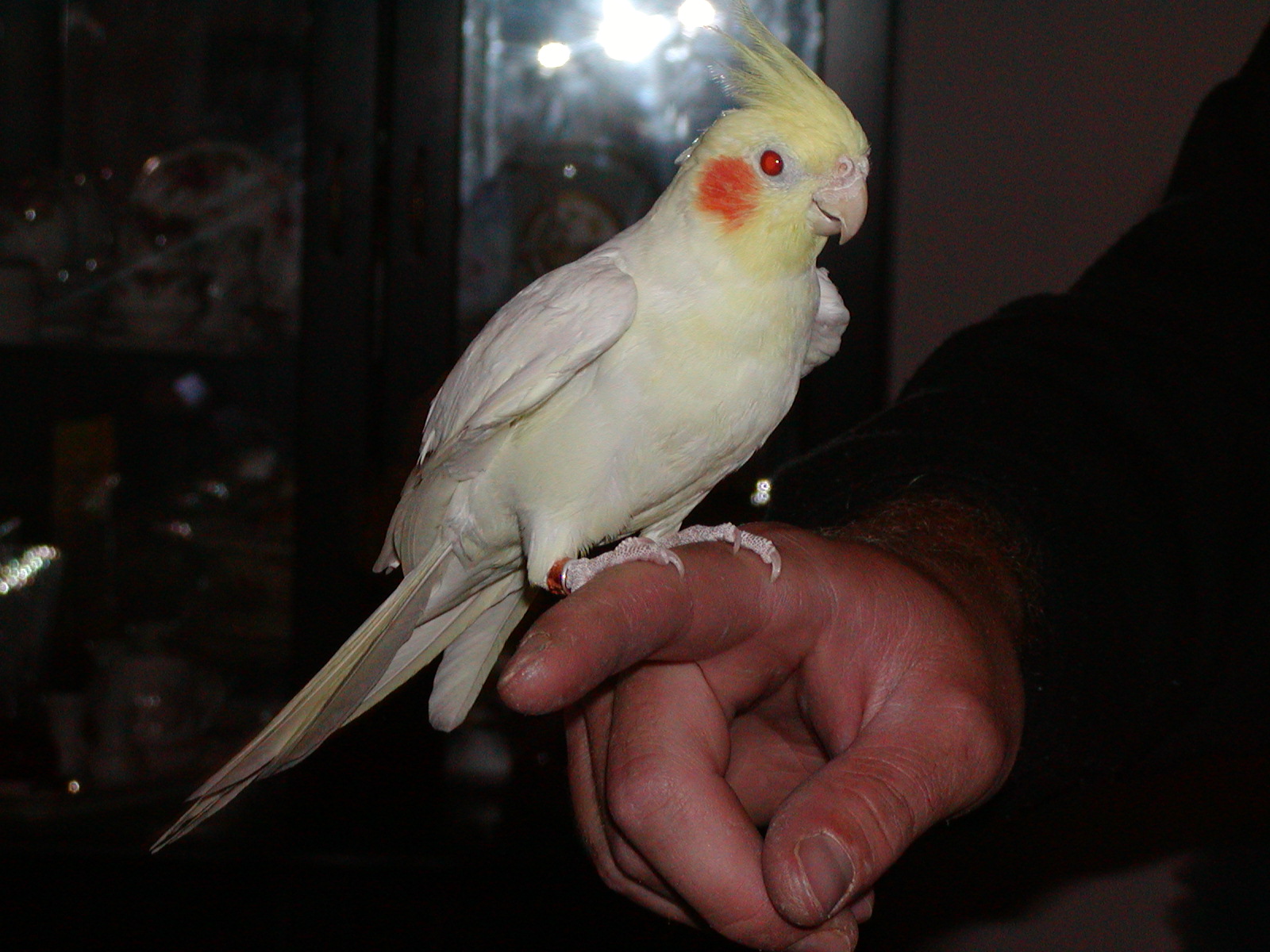 Fallow Cockatiel Fallow Cockatiel ()