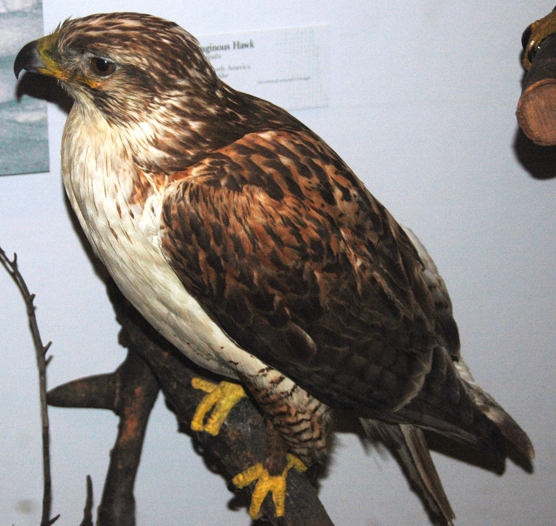 Ferruginous Hawk (Buteo regalis)