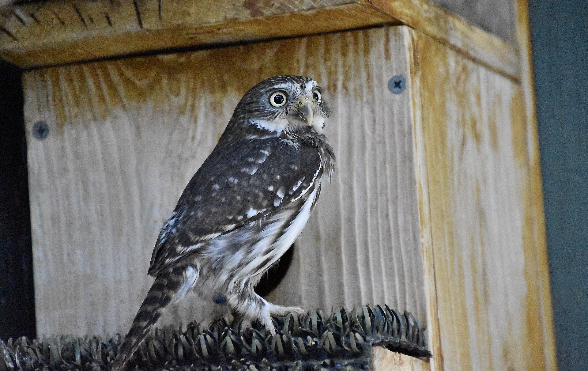 Ferruginous Pygmy Owl (Glaucidium brasilianum)