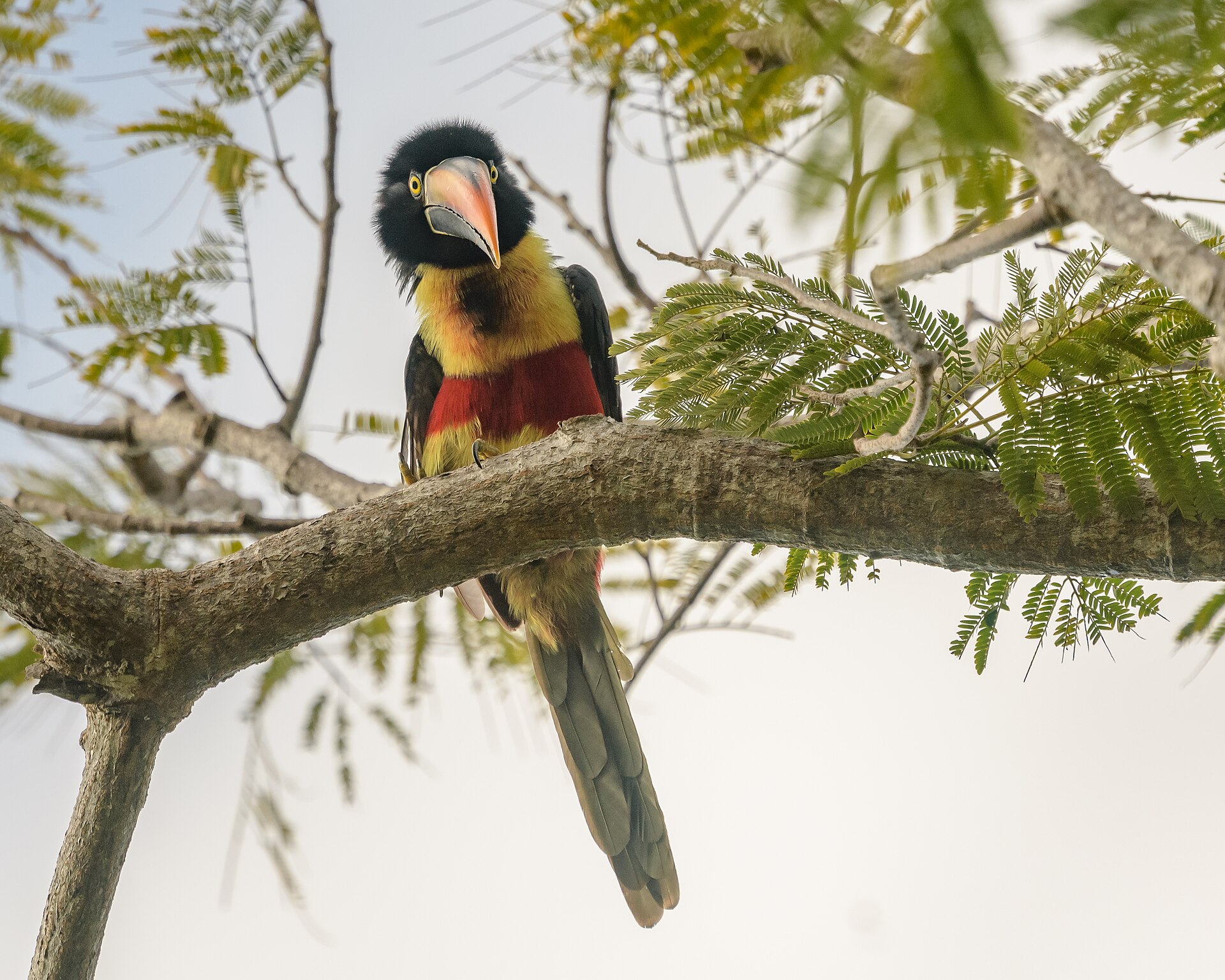 Fiery-Billed Aracari ()