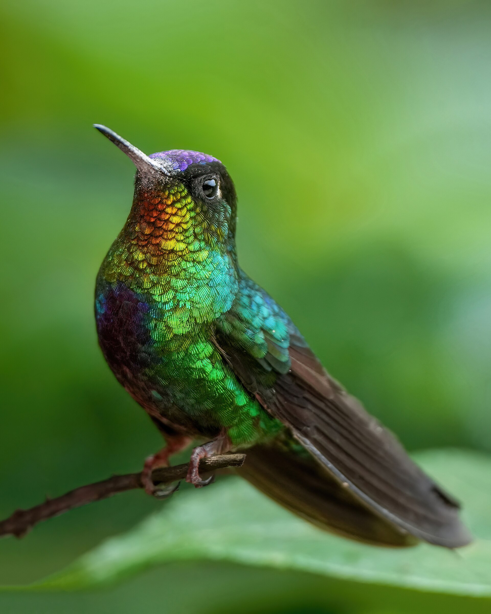 Fiery-Throated Hummingbird ()