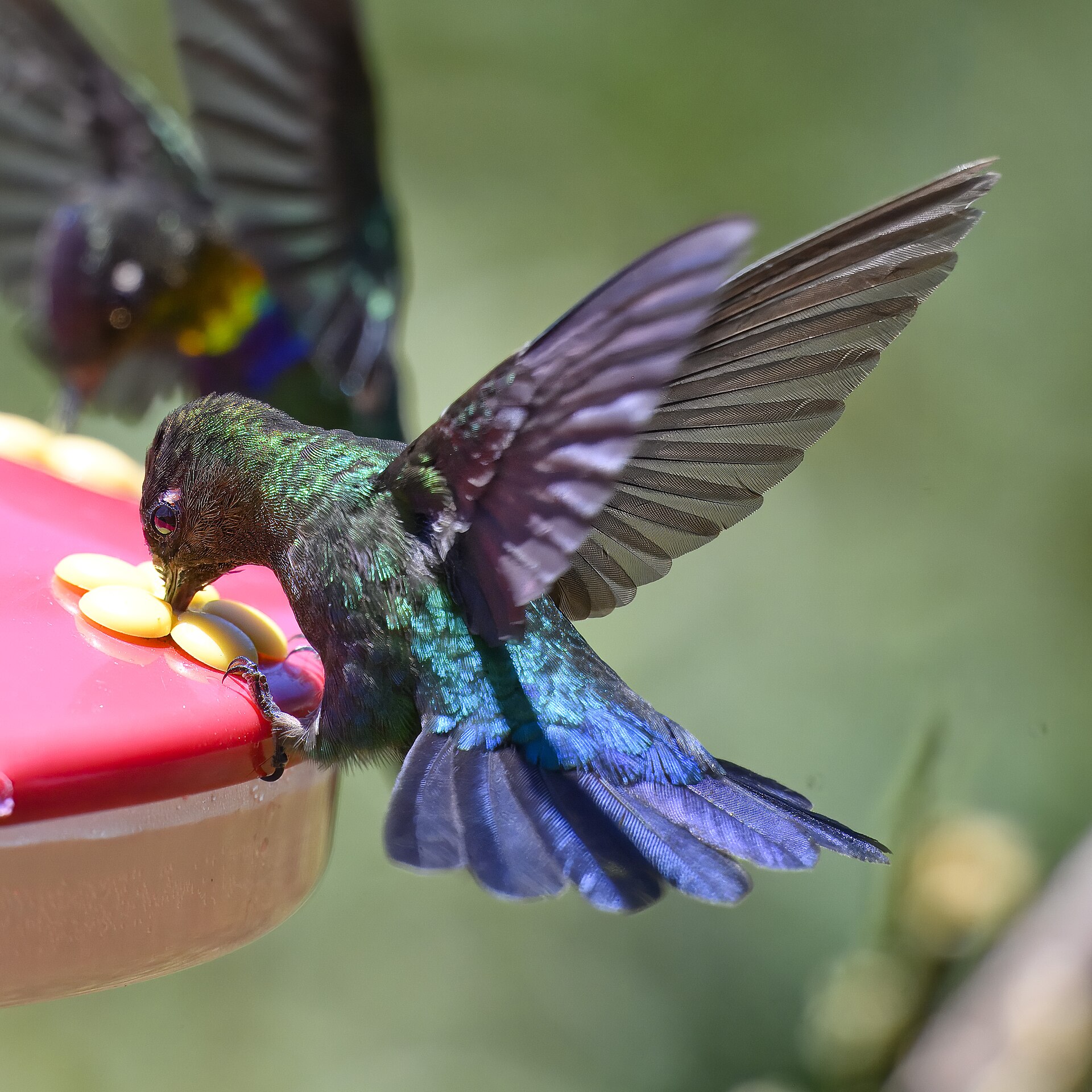 Fiery Topaz Hummingbird ()
