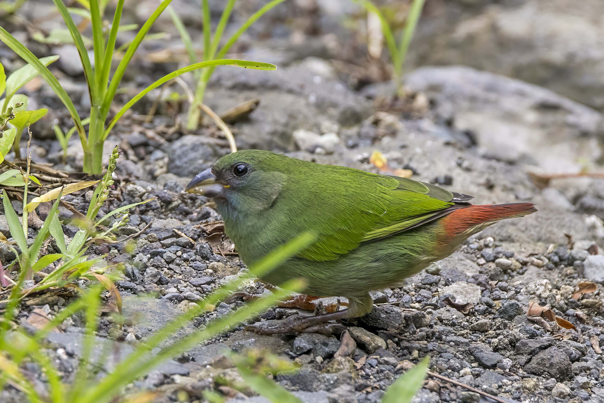 Fiji Parrotfinch (Erythrura pealii)