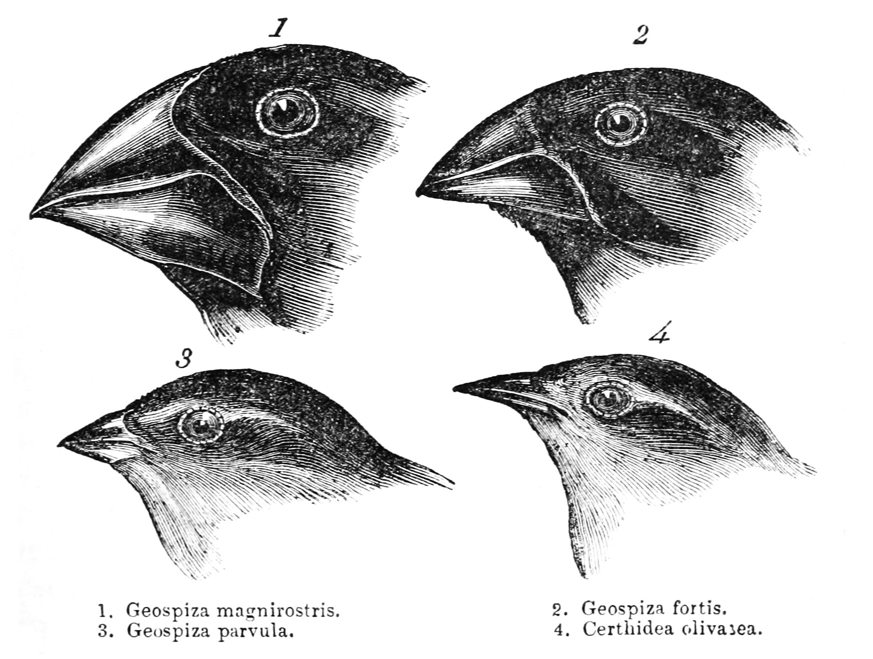 Finch Selection Finch Selection ()