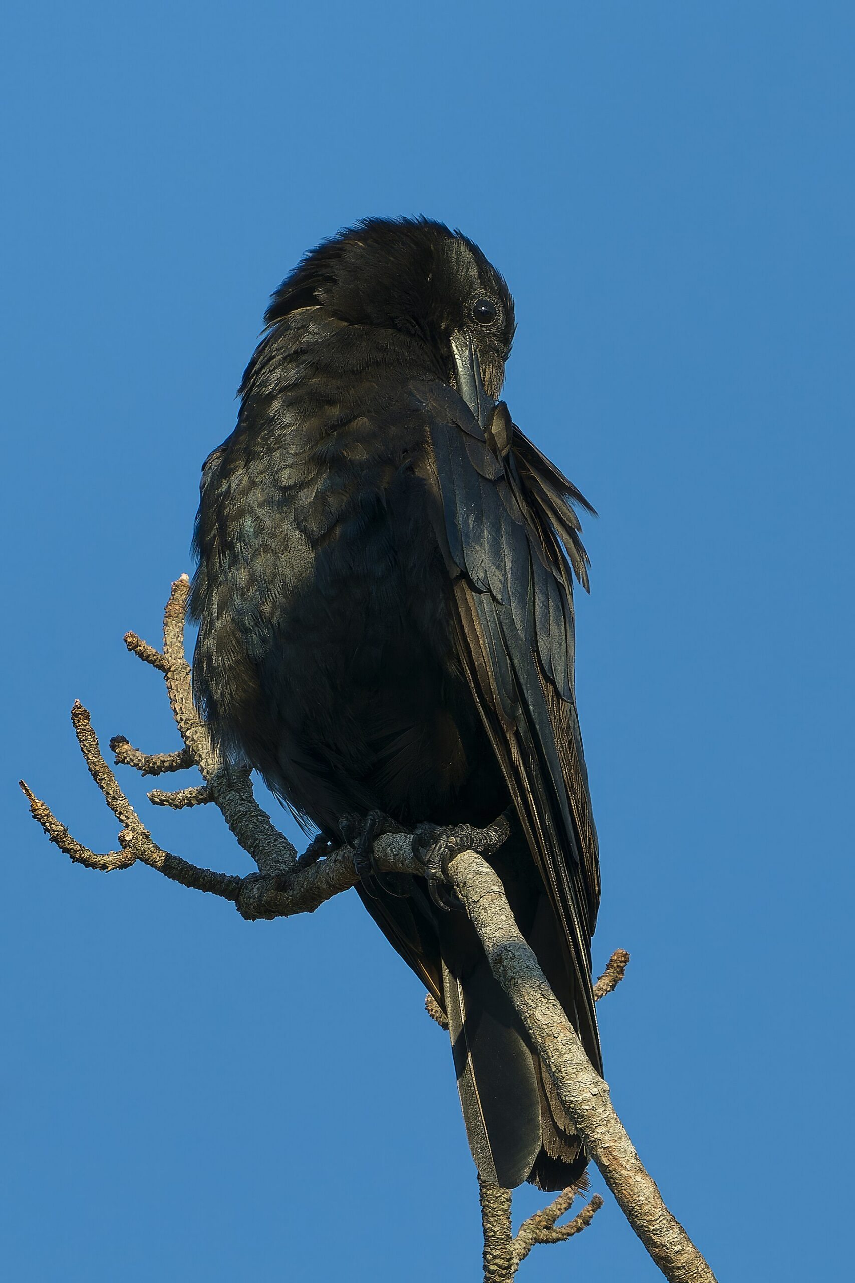 Fish Crow ()