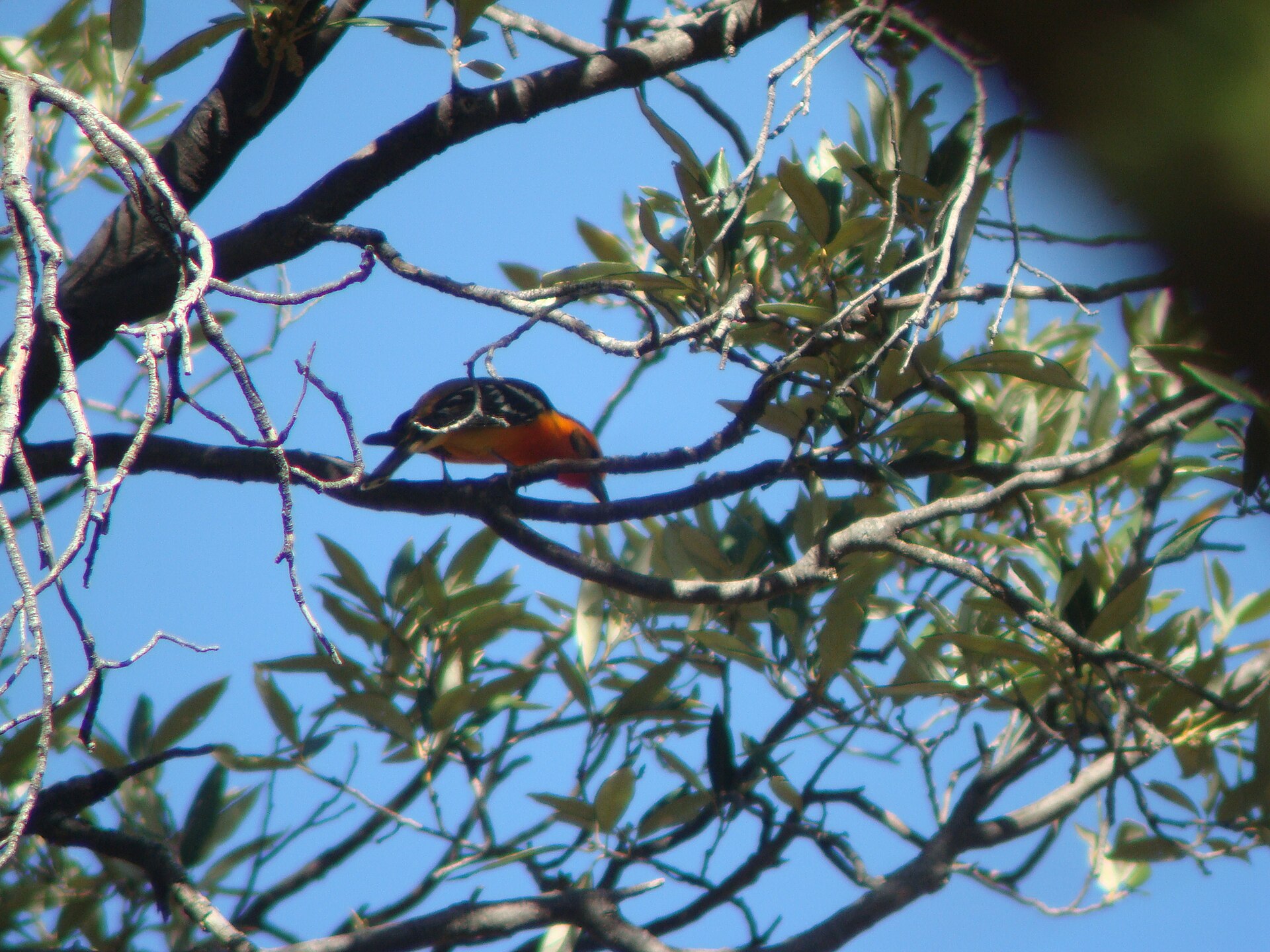 Flame-colored Tanager Flame-colored Tanager (Piranga bidentata)