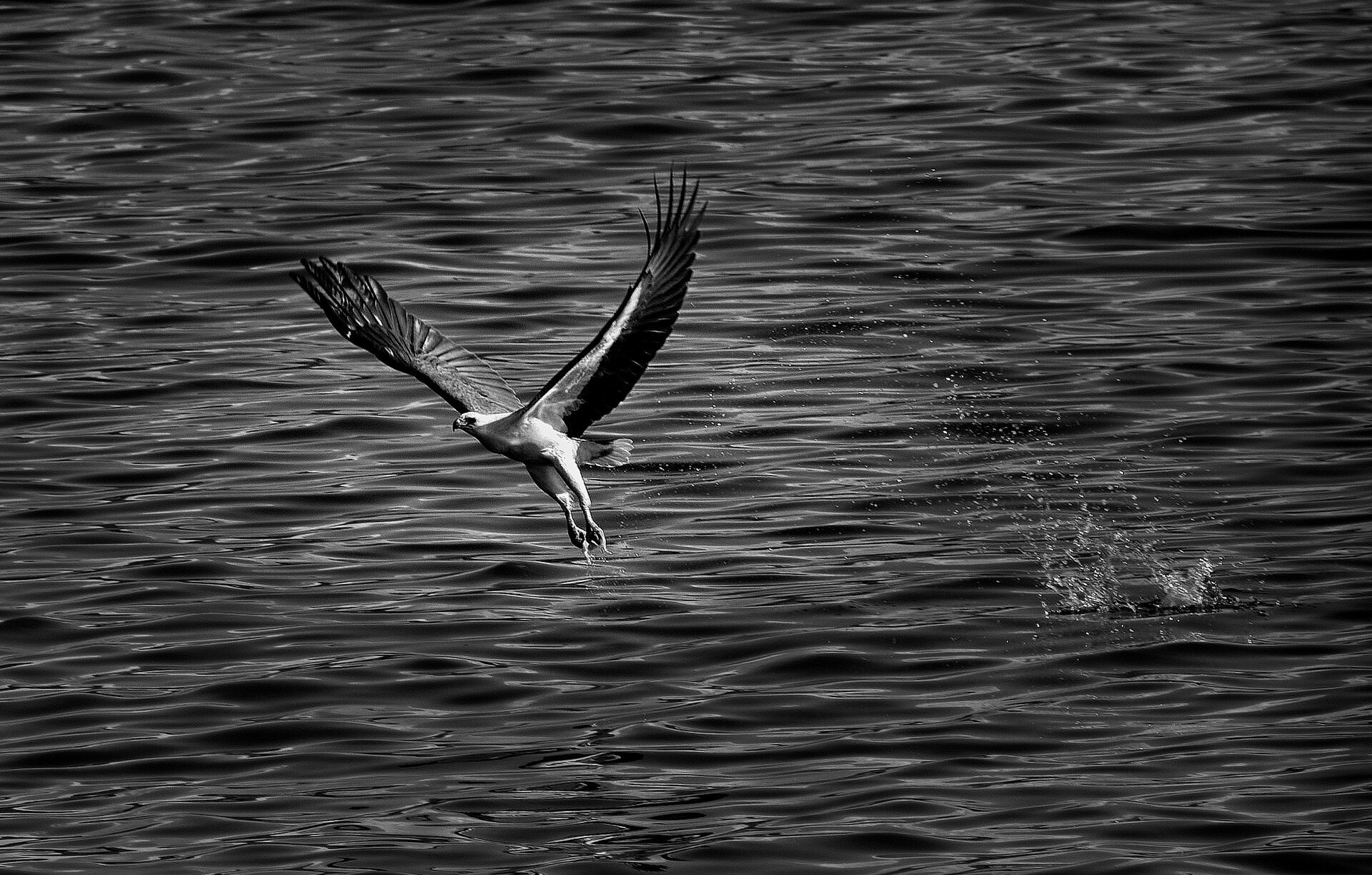 Flores Hawk-Eagle Flores Hawk-Eagle ()