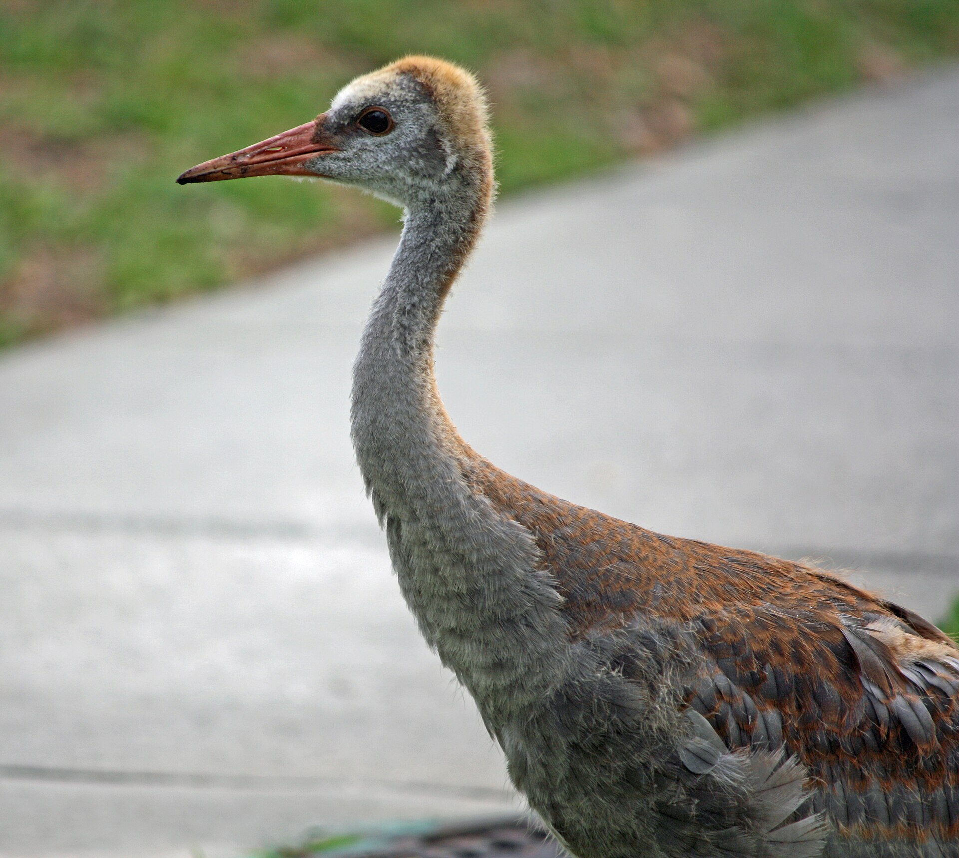 Florida Sandhill Crane Florida Sandhill Crane ()