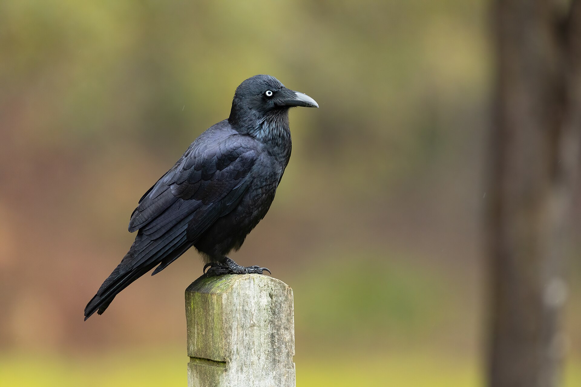 Forest Raven (Corvus tasmanicus)