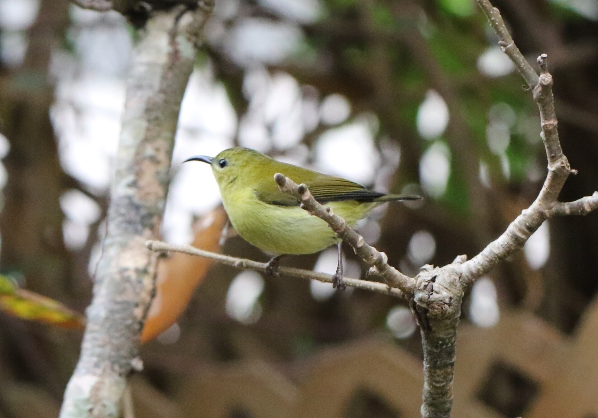 Fork-tailed Sunbird (Aethopyga christinae)