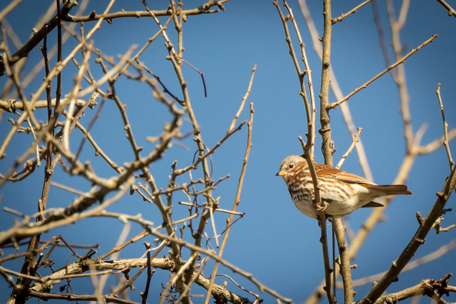 Fox Sparrow (Passerella iliaca)