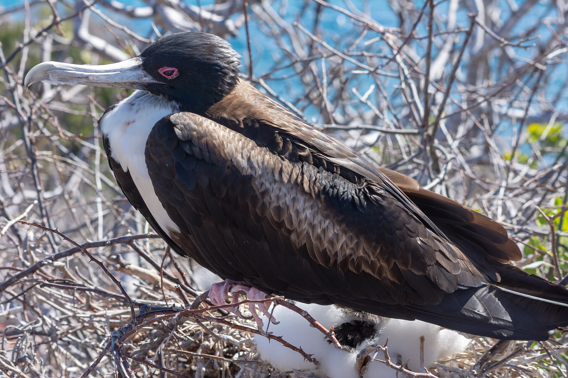 Frigatebird (Fregata minor)