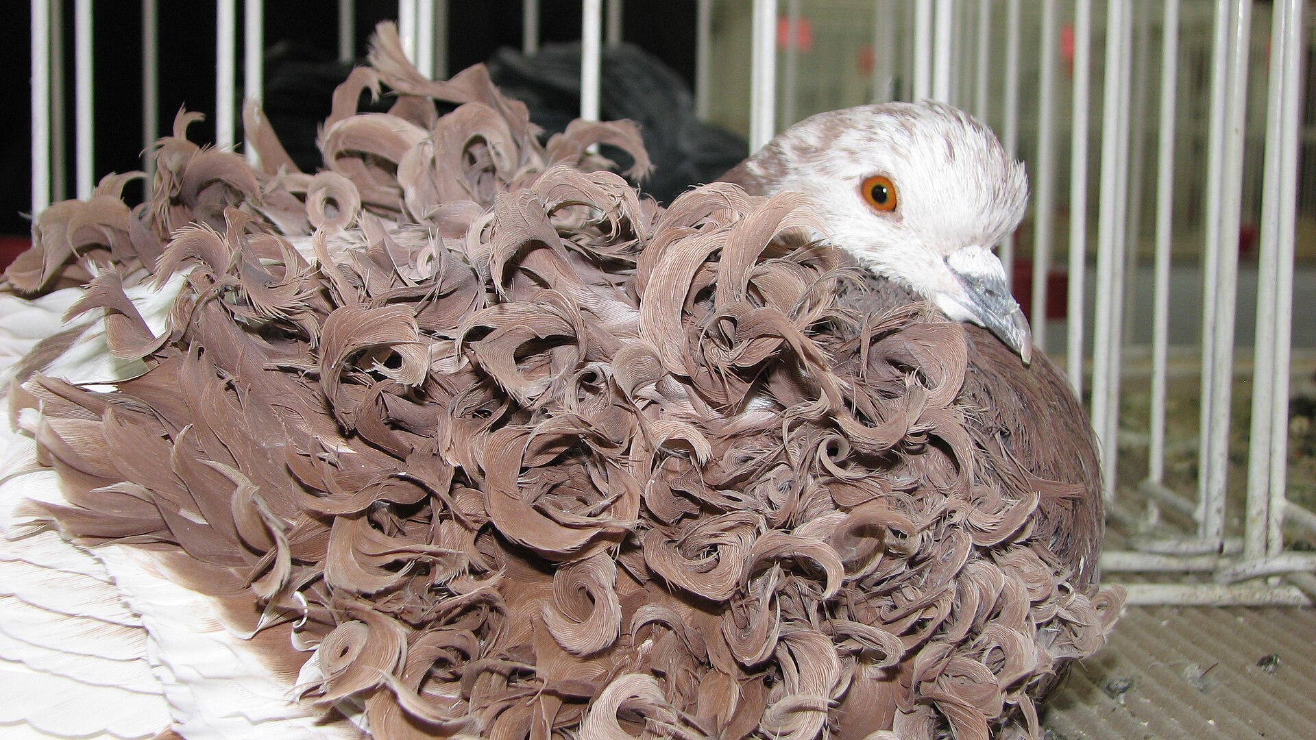 Frillback Pigeon Frillback Pigeon ()