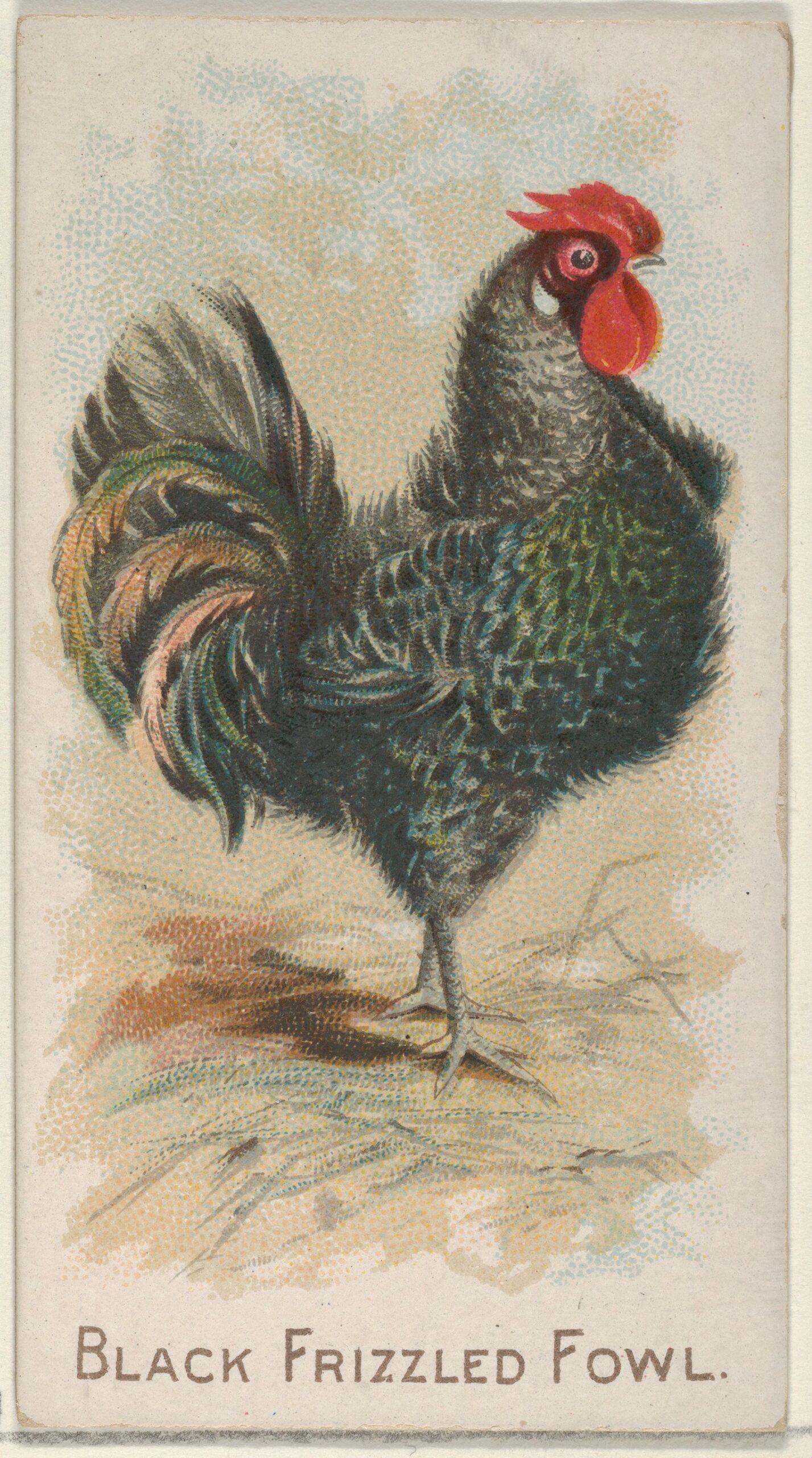 Frizzle Chicken ()