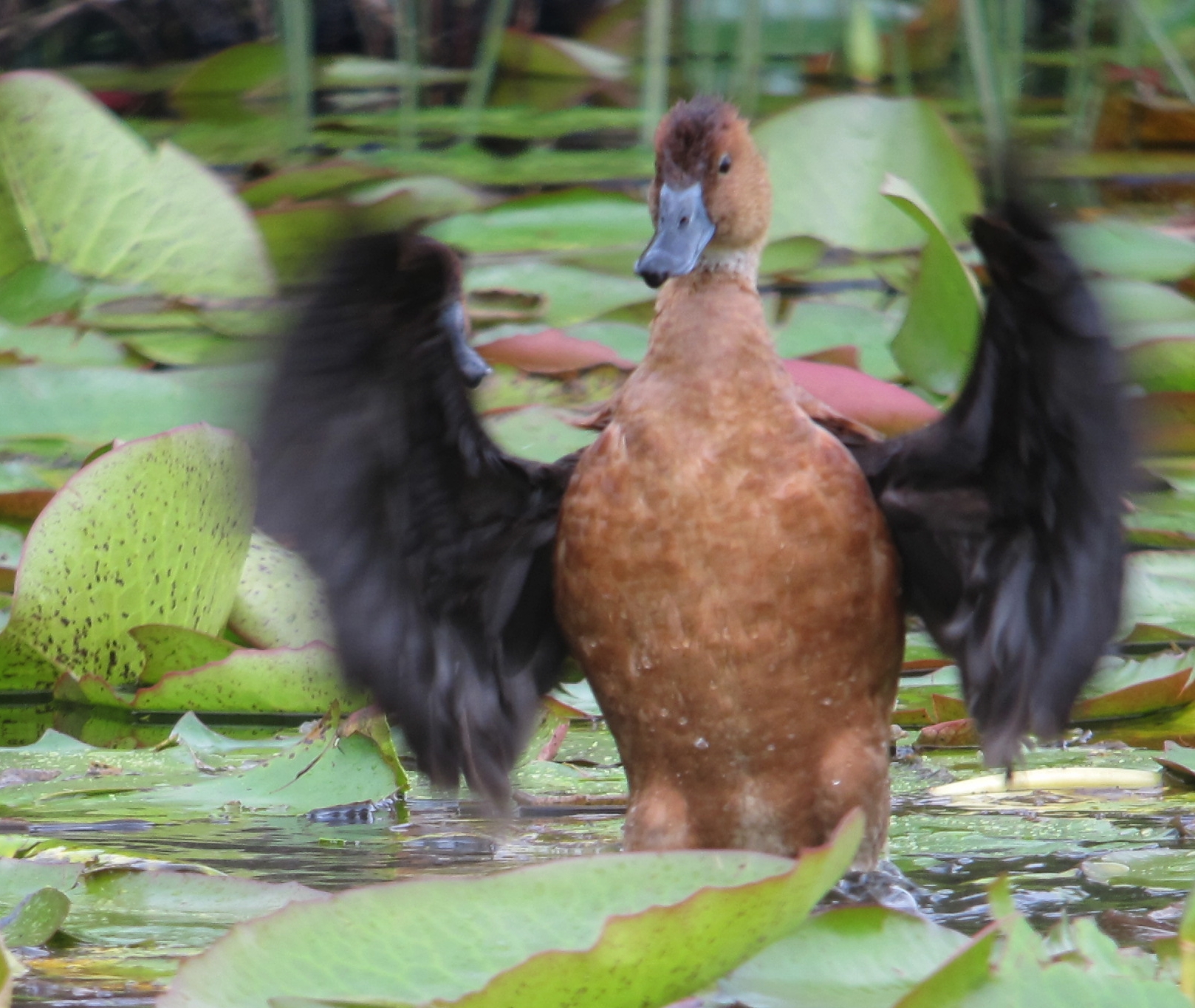 Fulvous Whistling Duck (Dendrocygna bicolor)