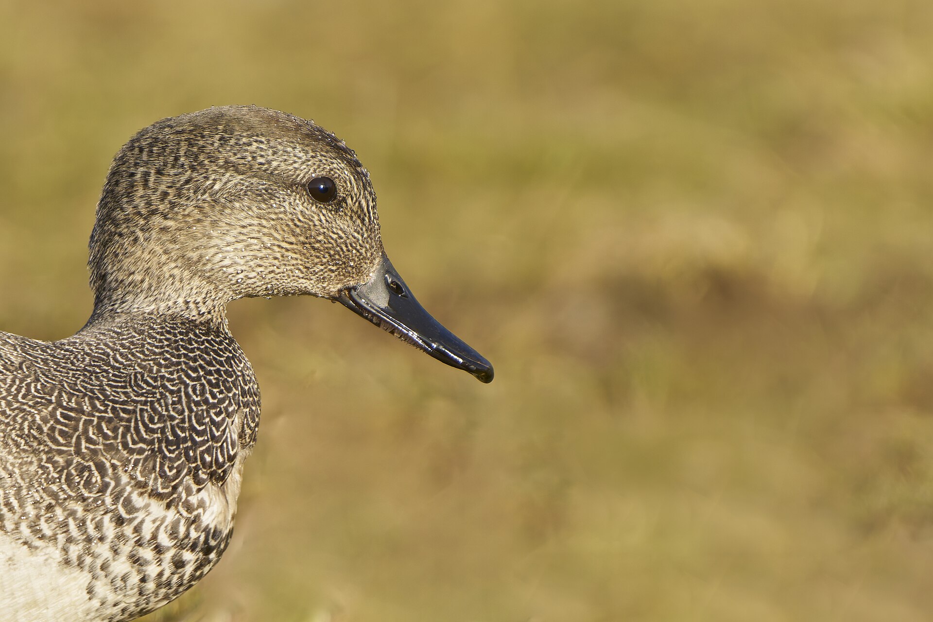 Gadwall (Anas strepera)