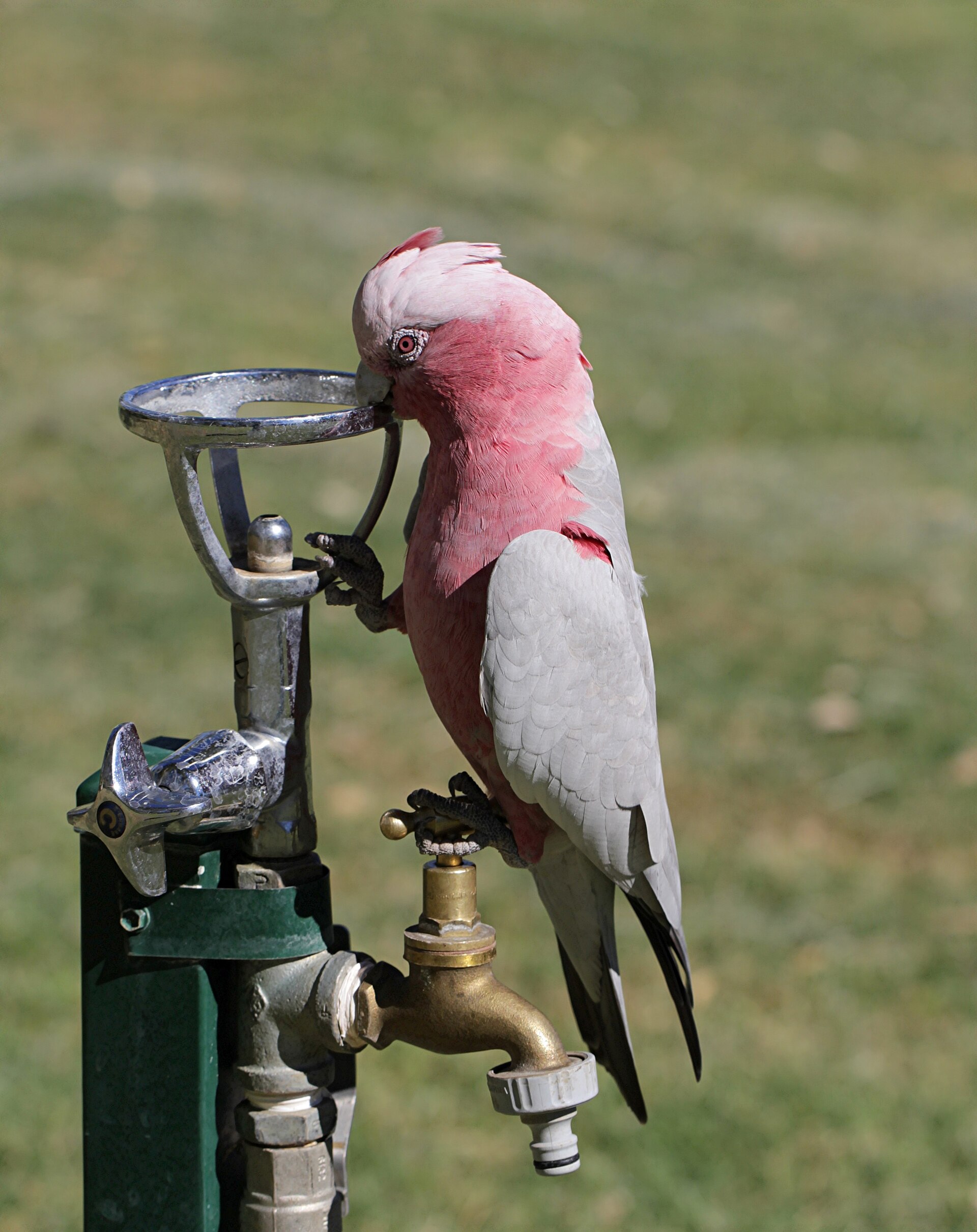 Galah Cockatoo (Eolophus roseicapilla)