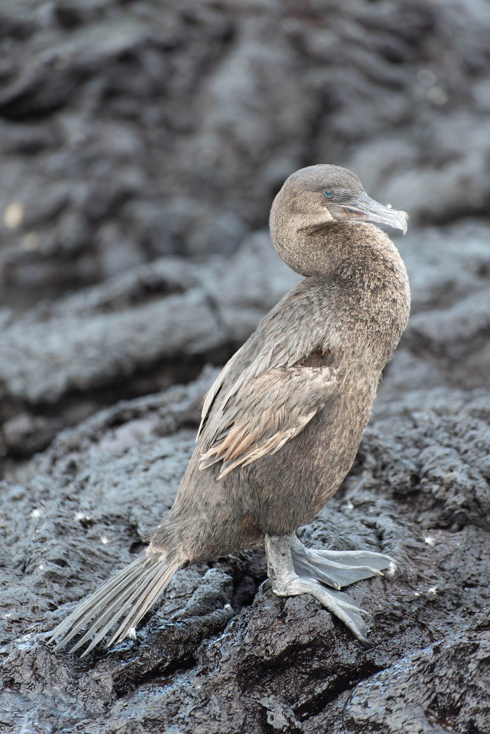galapagos cormorant scaled