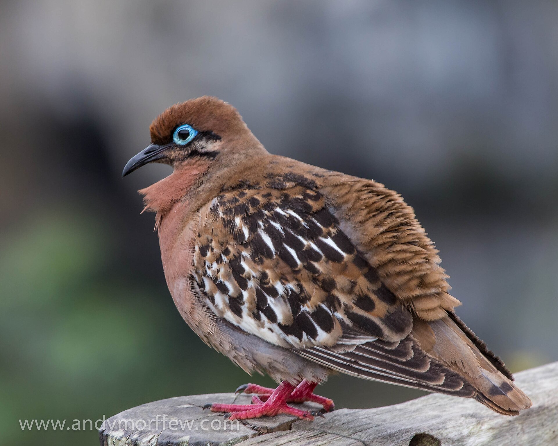 Galapagos Dove Galapagos Dove (Zenaida galapagoensis)