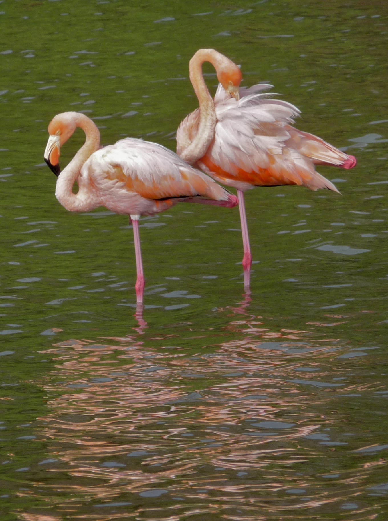 galapagos flamingo