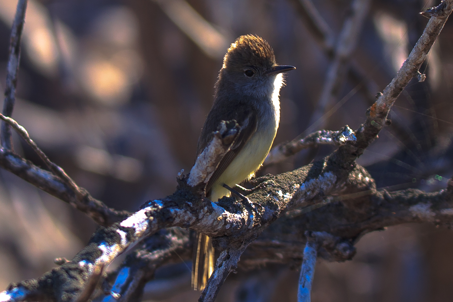 Galapagos Flycatcher Galapagos Flycatcher (Myiarchus magnirostris)