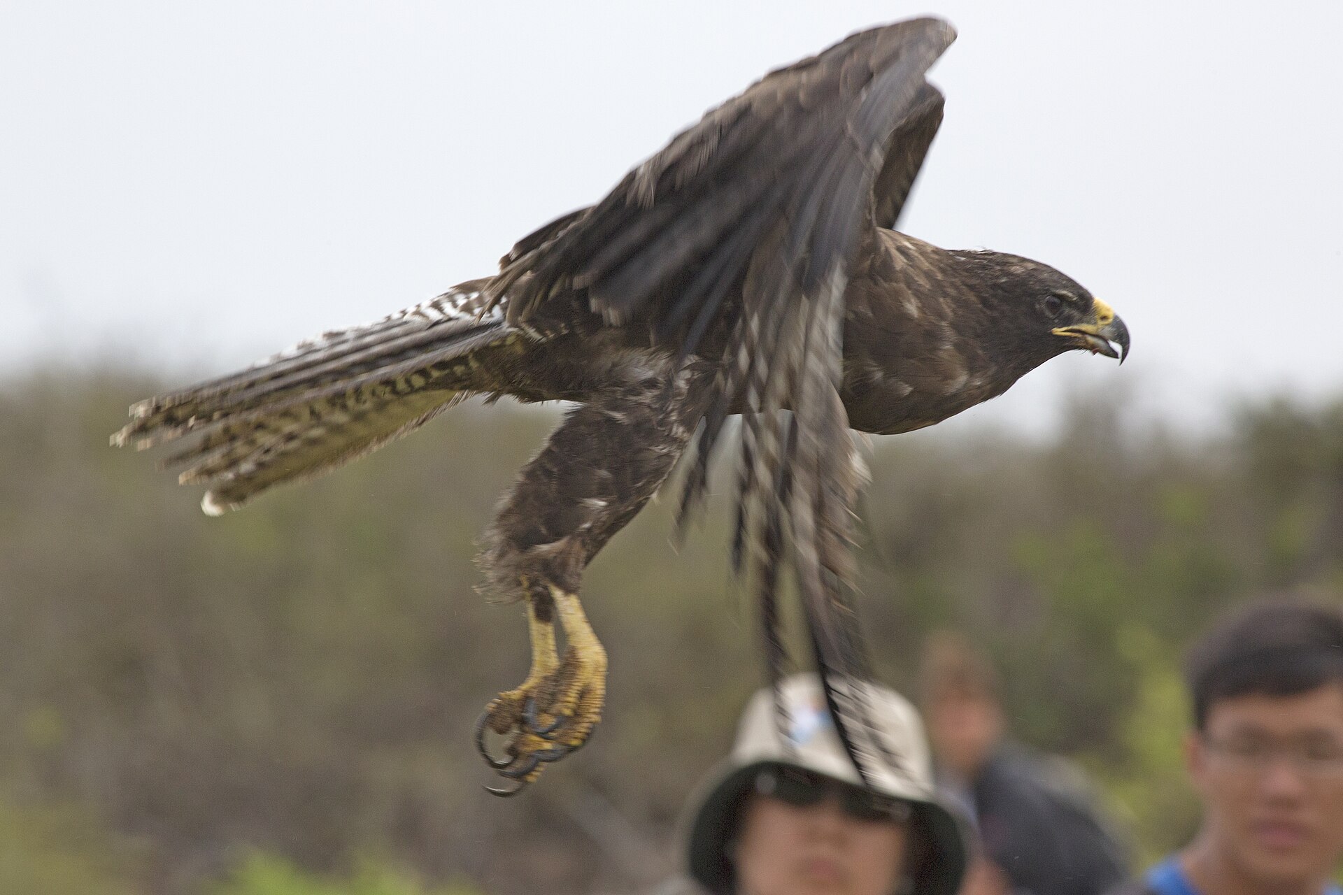 Galapagos Hawk Galapagos Hawk (Buteo galapagoensis)
