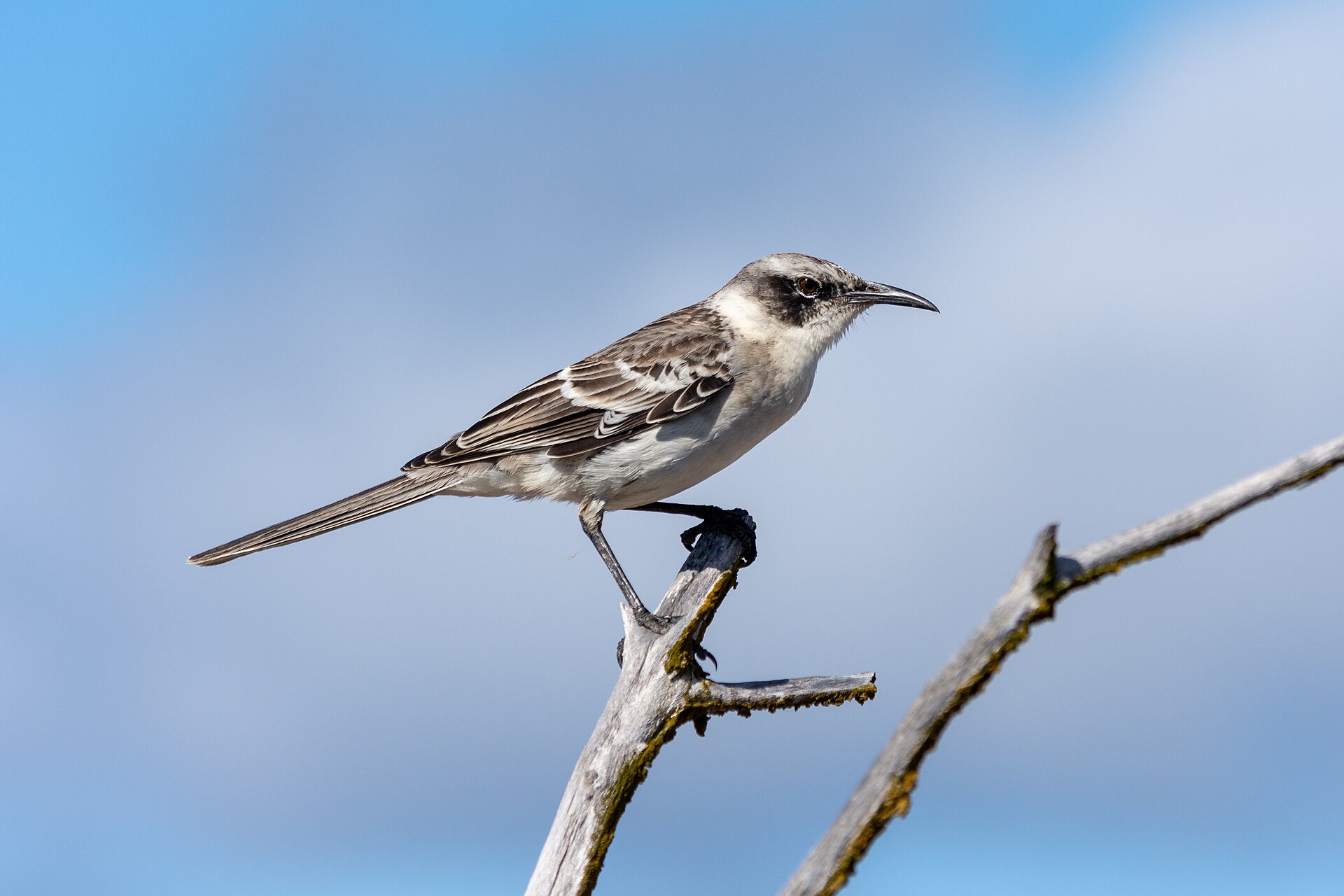 Galapagos Mockingbird Galapagos Mockingbird (Mimus parvulus)