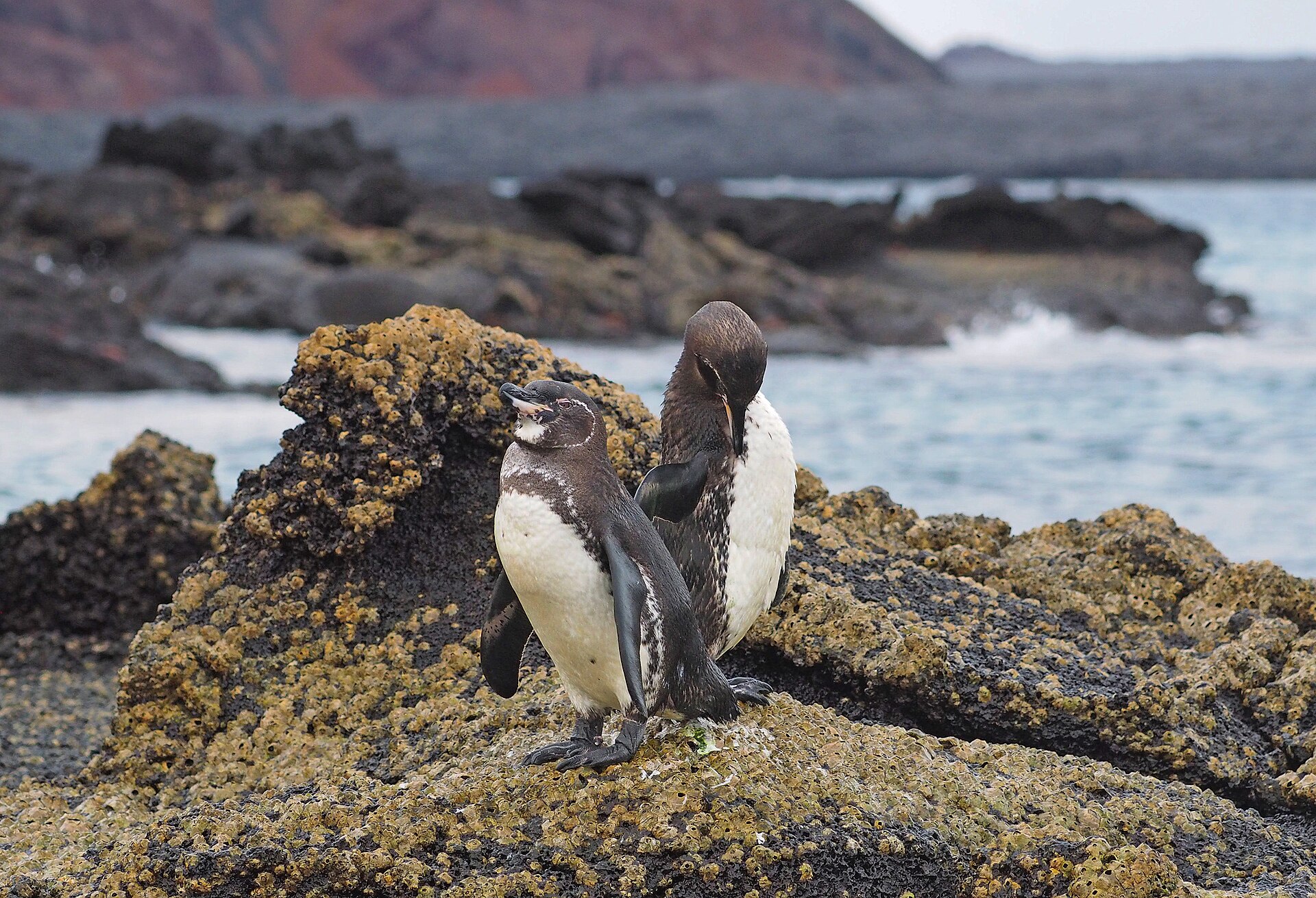 Galapagos Penguin Galapagos Penguin (Spheniscus mendiculus)