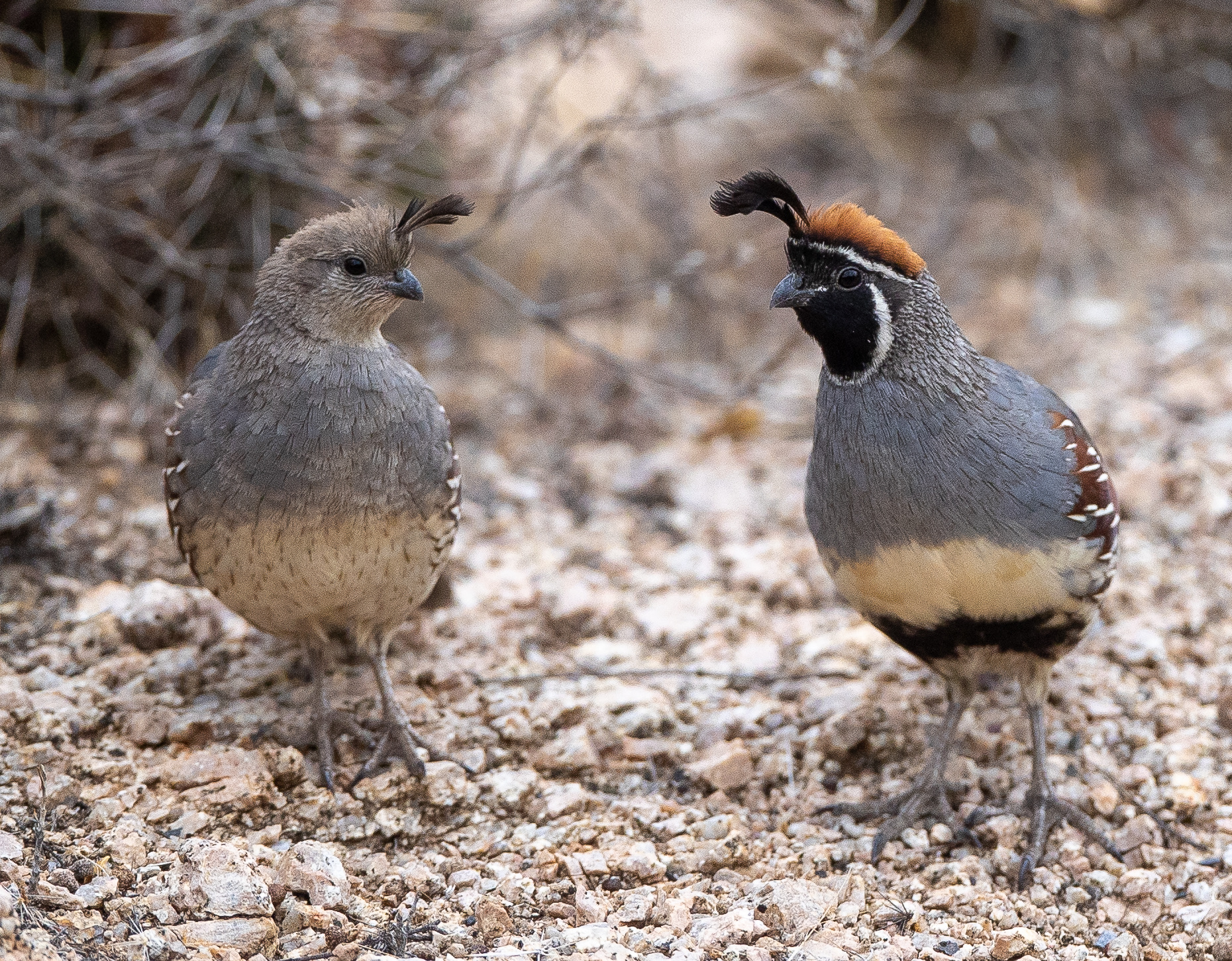Gambels Quail (Callipepla gambelii)