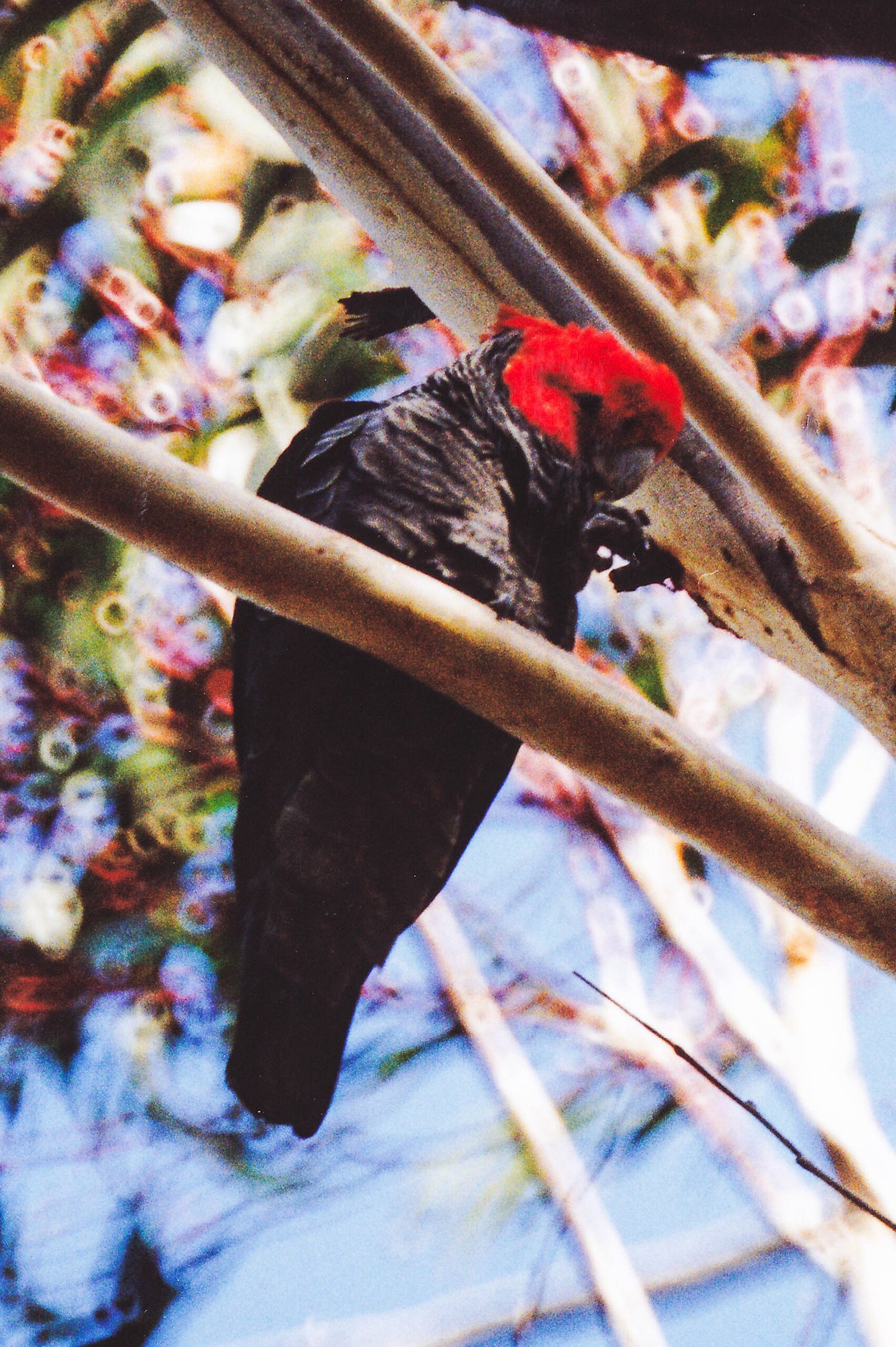 Gang-Gang Cockatoo (Callocephalon fimbriatum)