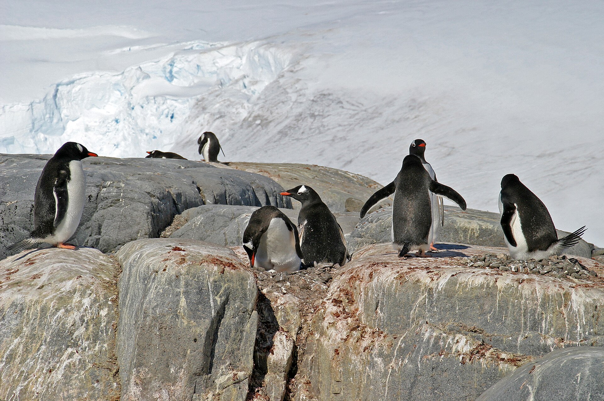 Gentoo Penguin Gentoo Penguin (Pygoscelis papua)