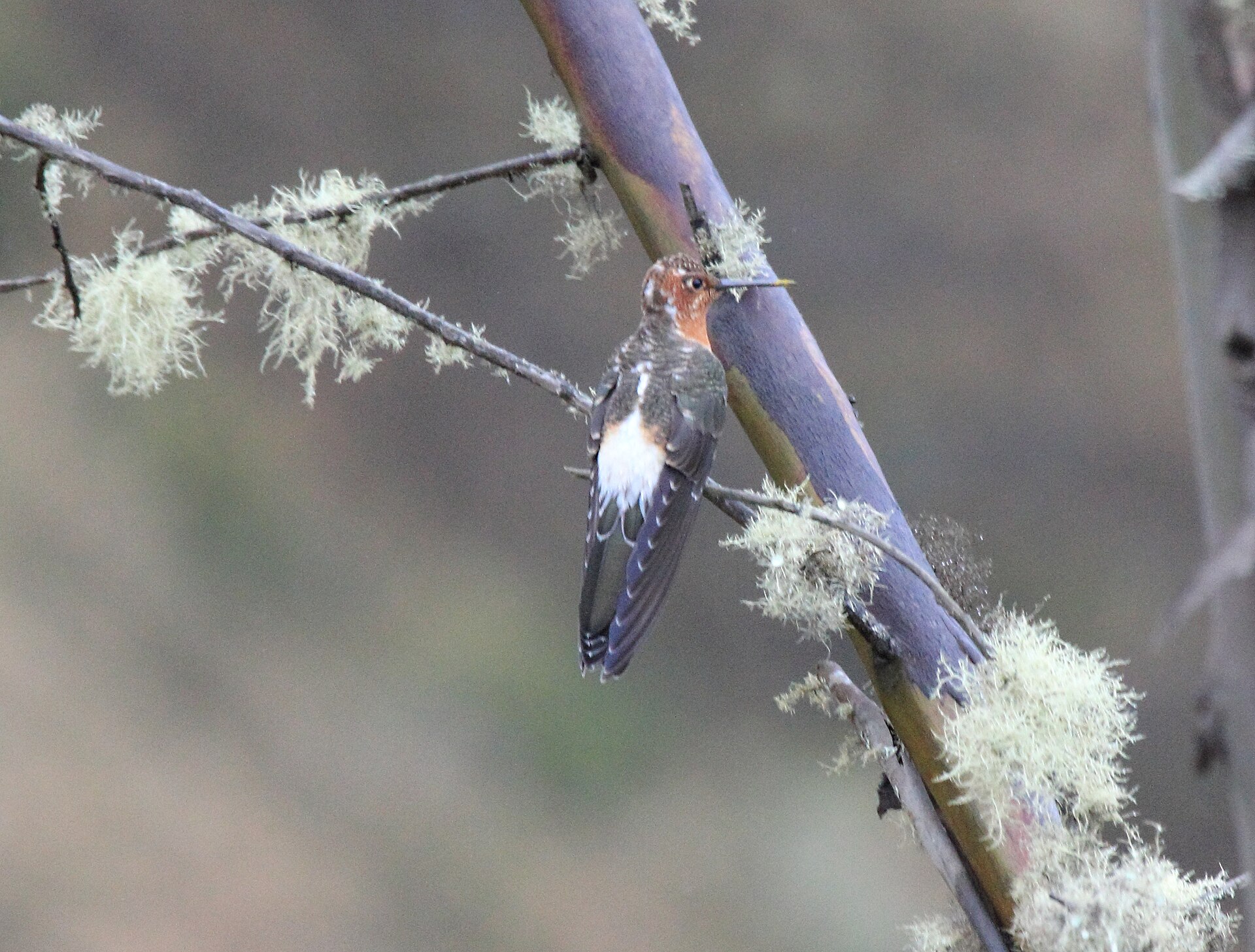 Giant Hummingbird Giant Hummingbird ()