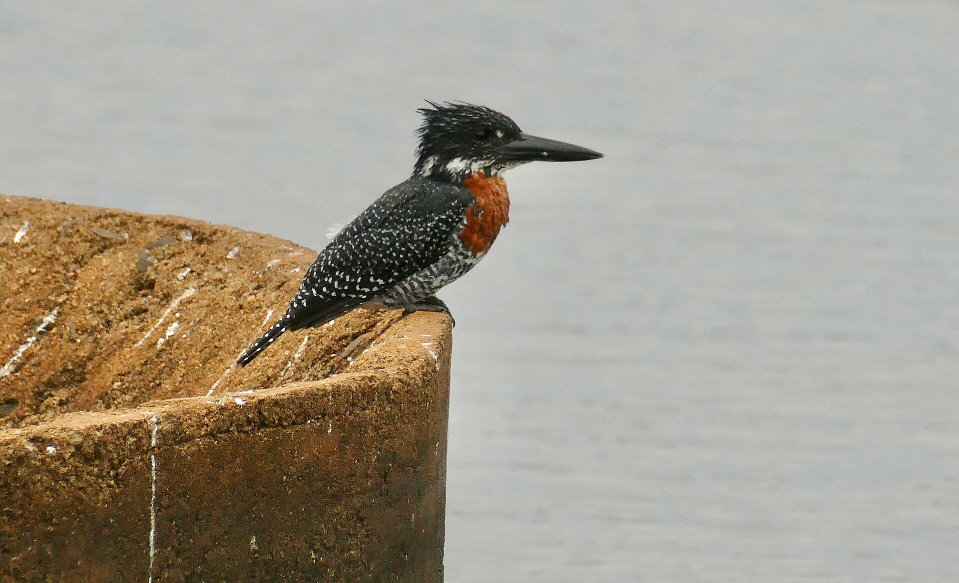giant kingfisher