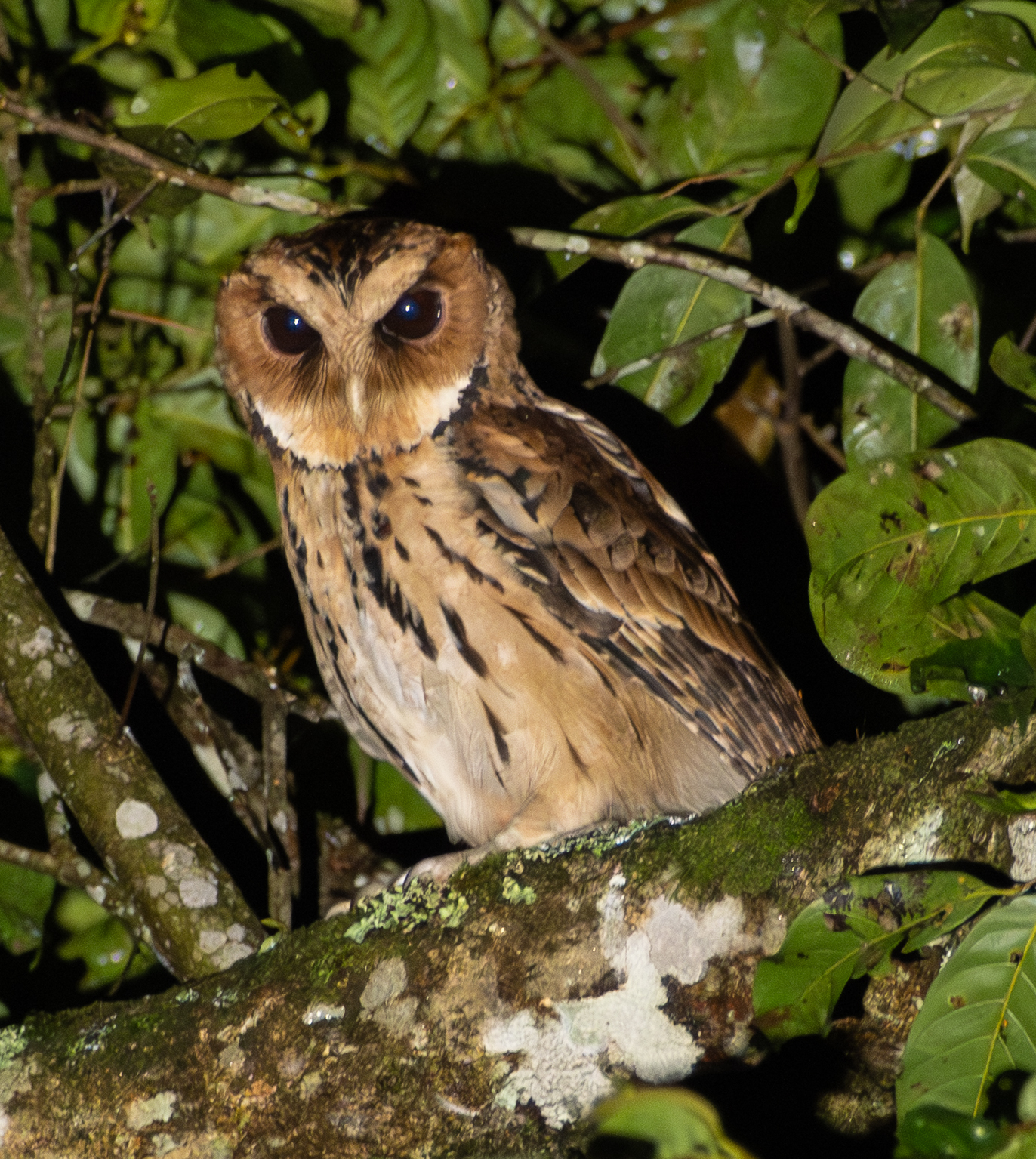 Giant Scops Owl Giant Scops Owl ()